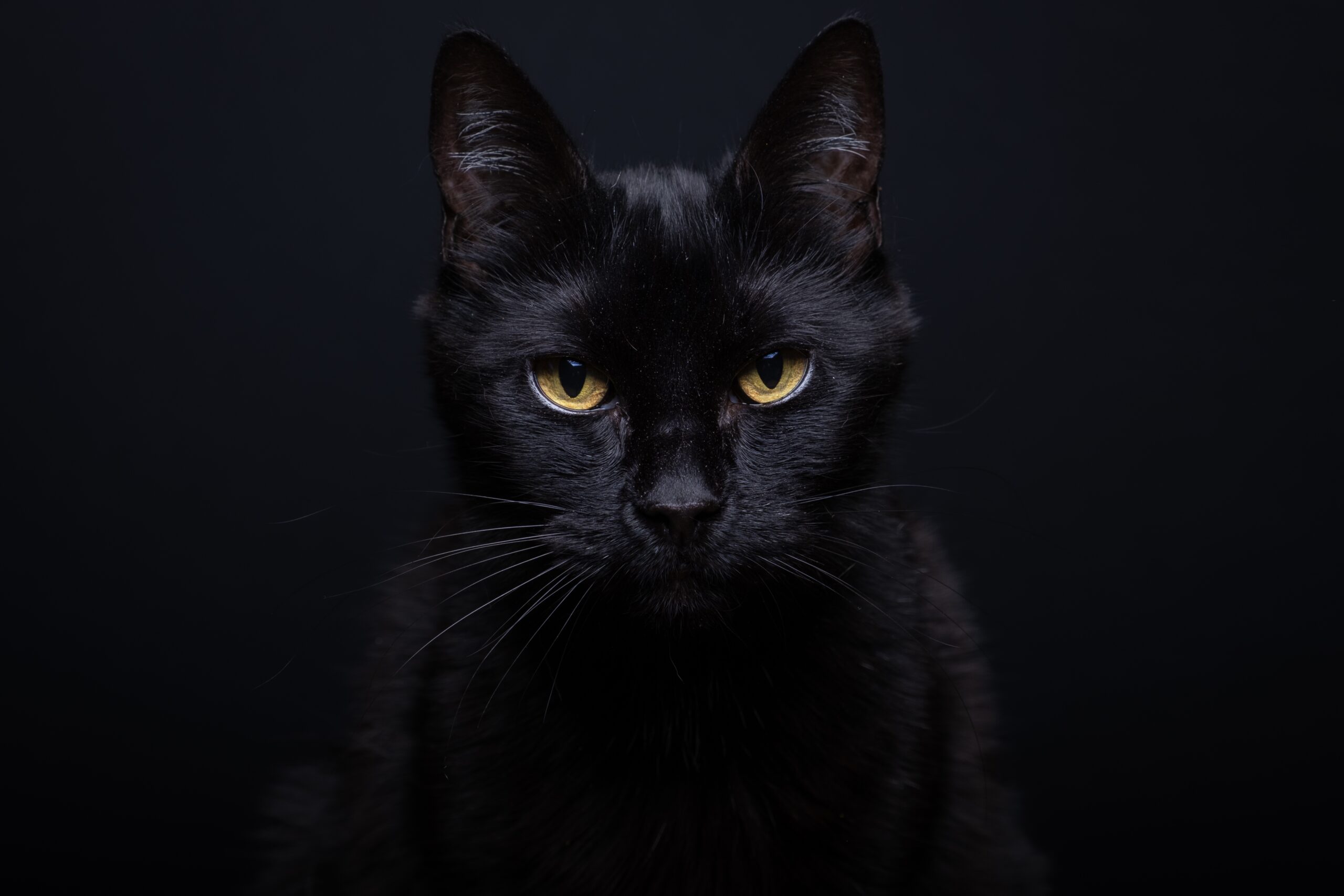 Black Cat