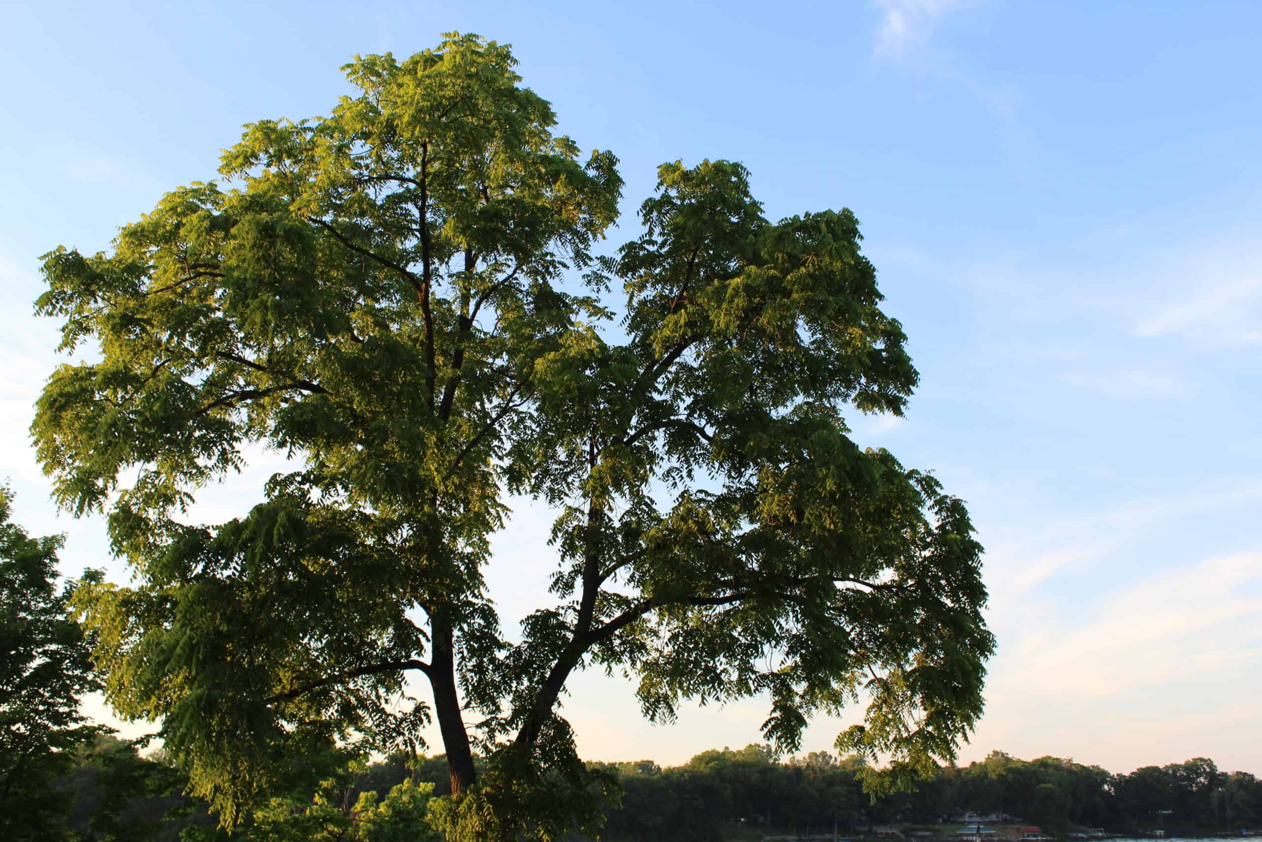 Black Walnut (Juglans nigra)