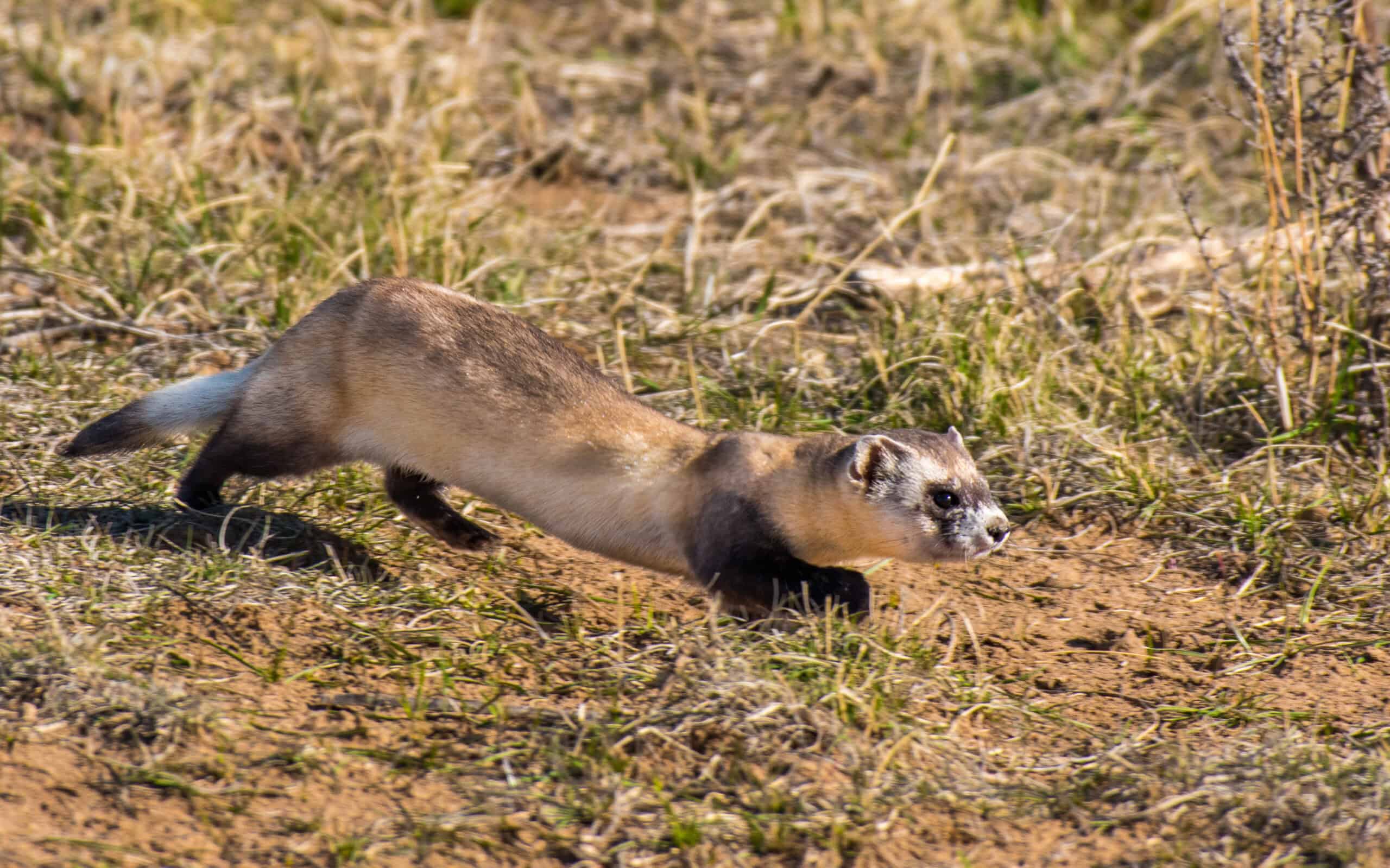 Black-footed Ferret