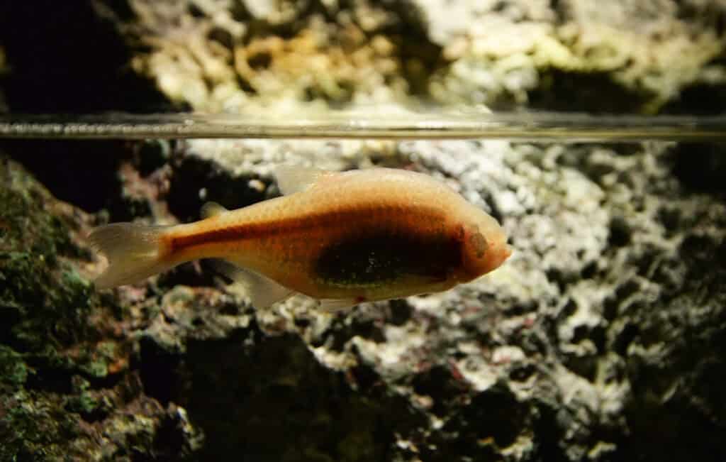 Blind Cavefish (Astyanax mexicanus)