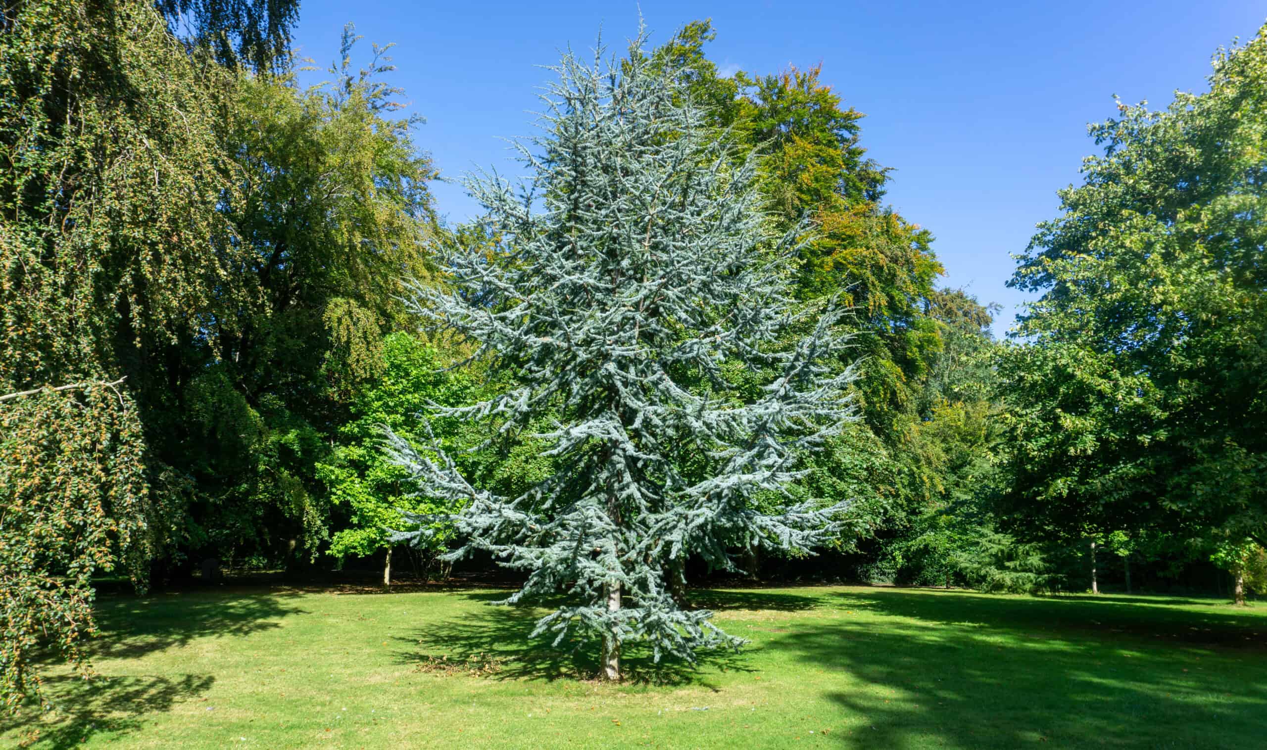 Blue Atlas Cedar (Cedrus atlantica 'Glauca')