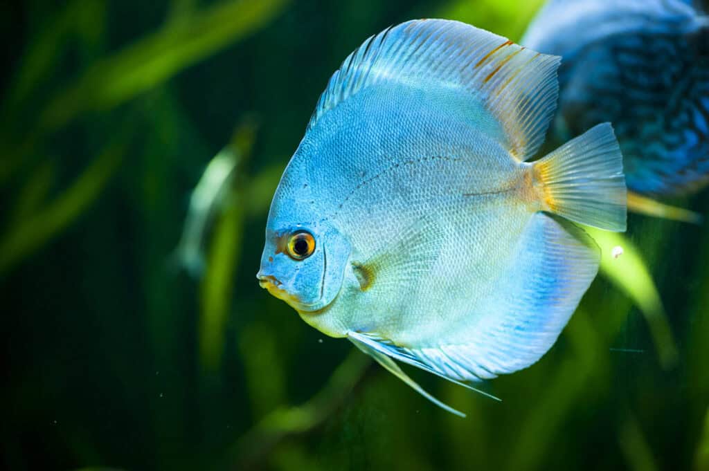 Blue Diamond Discus