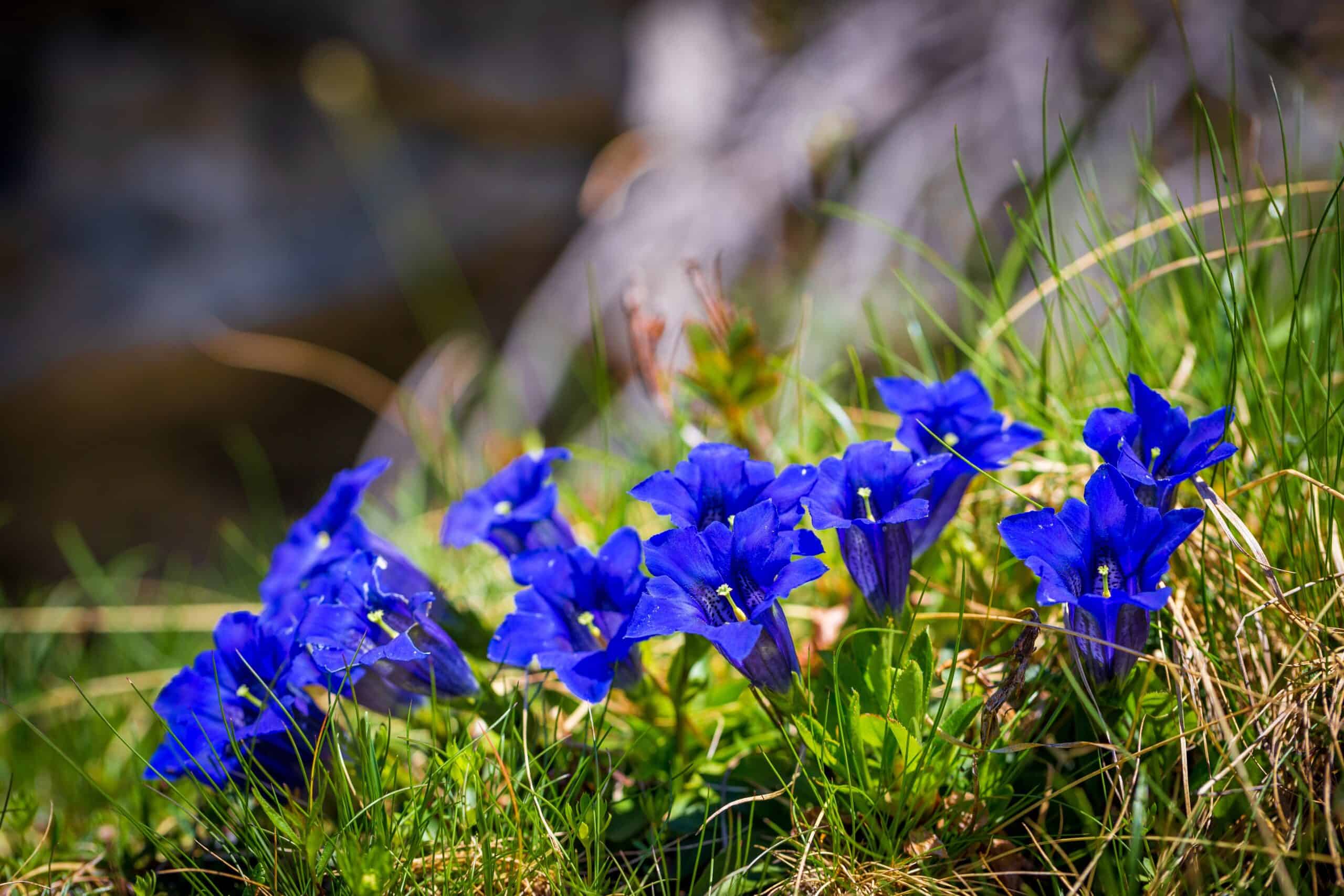 Blue Gentian