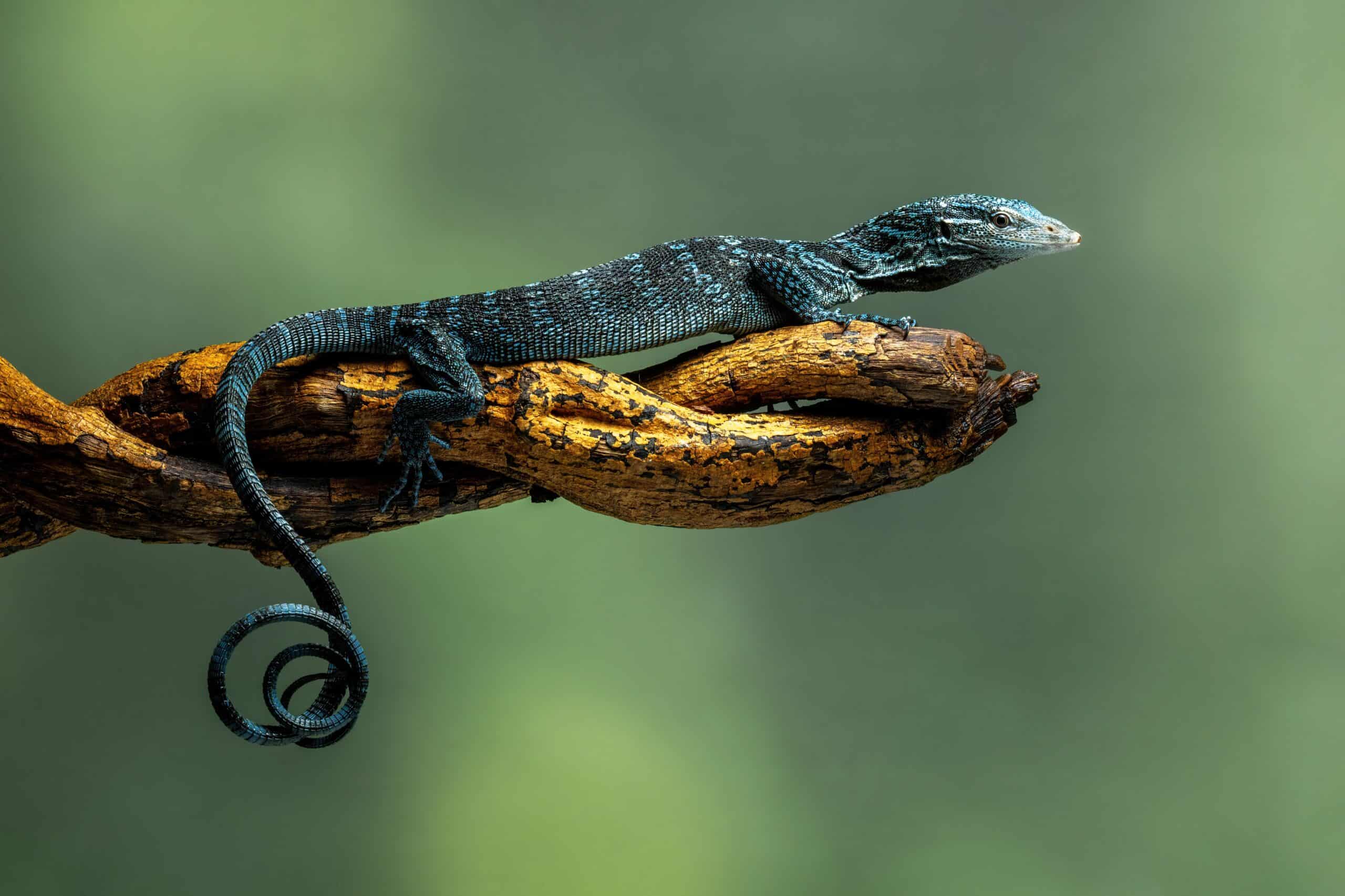 Blue Tree Monitor (Varanus macraei)