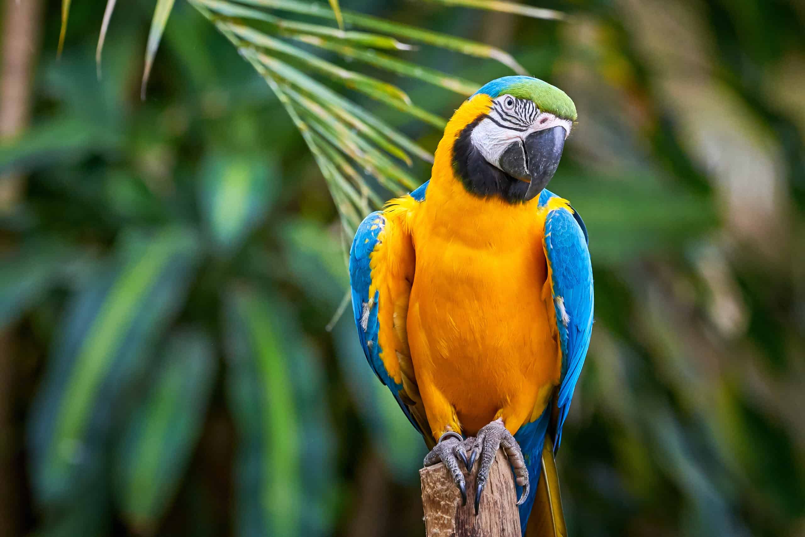 Blue-and-Yellow Macaw