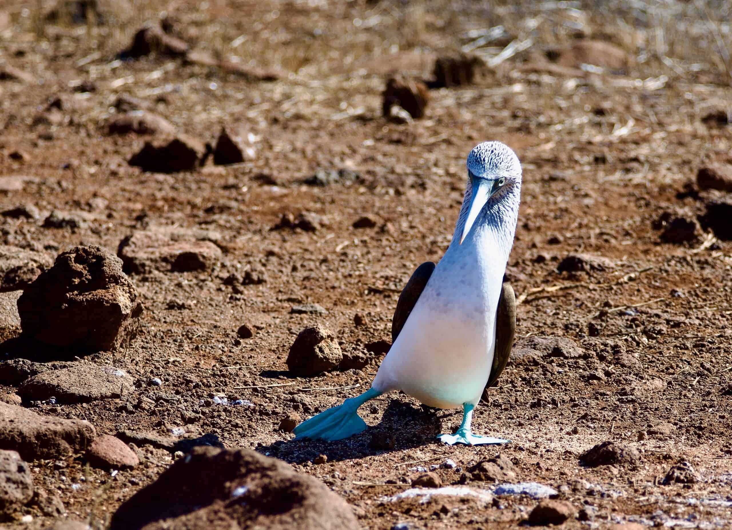 Blue-footed Booby