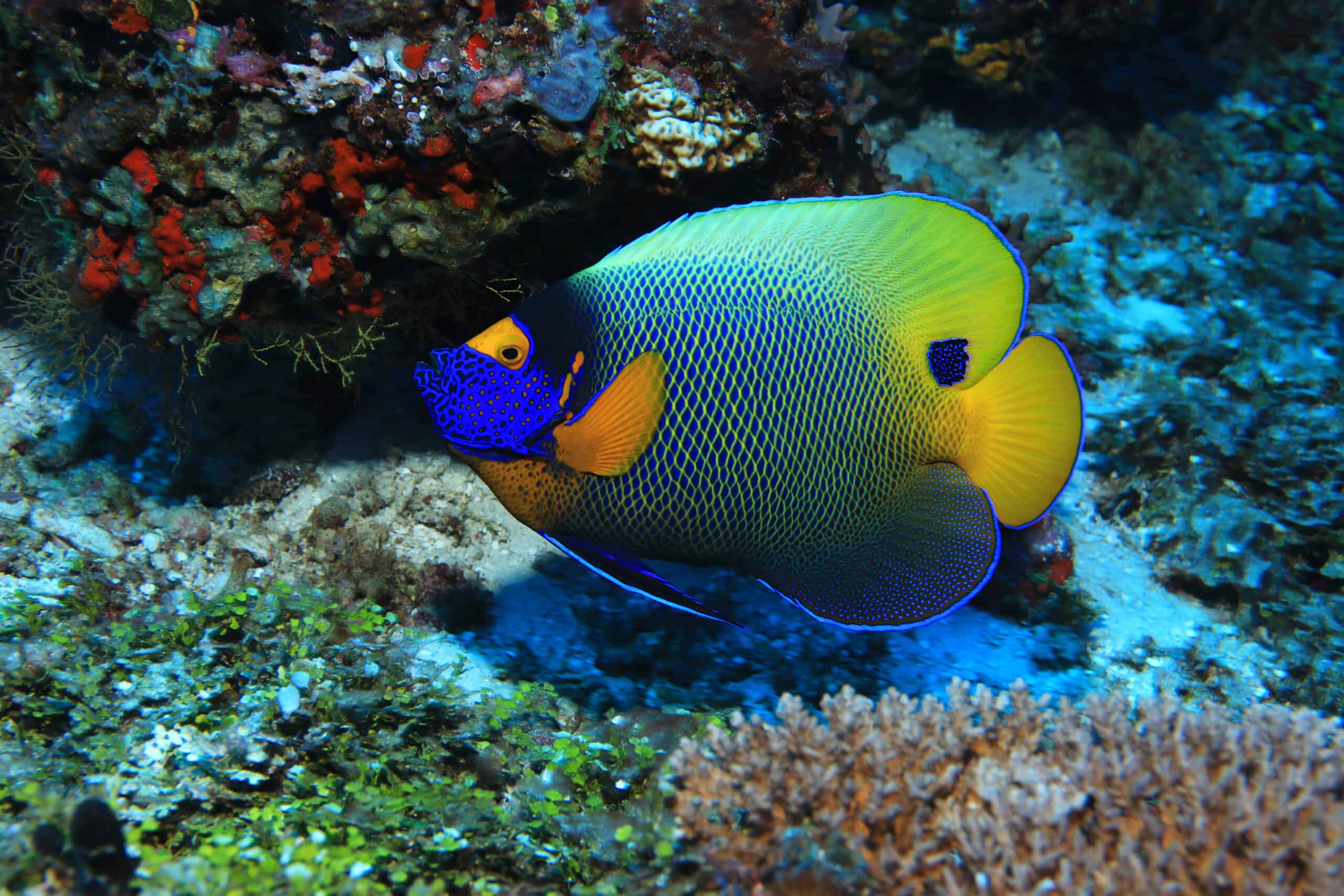 Blueface Angelfish