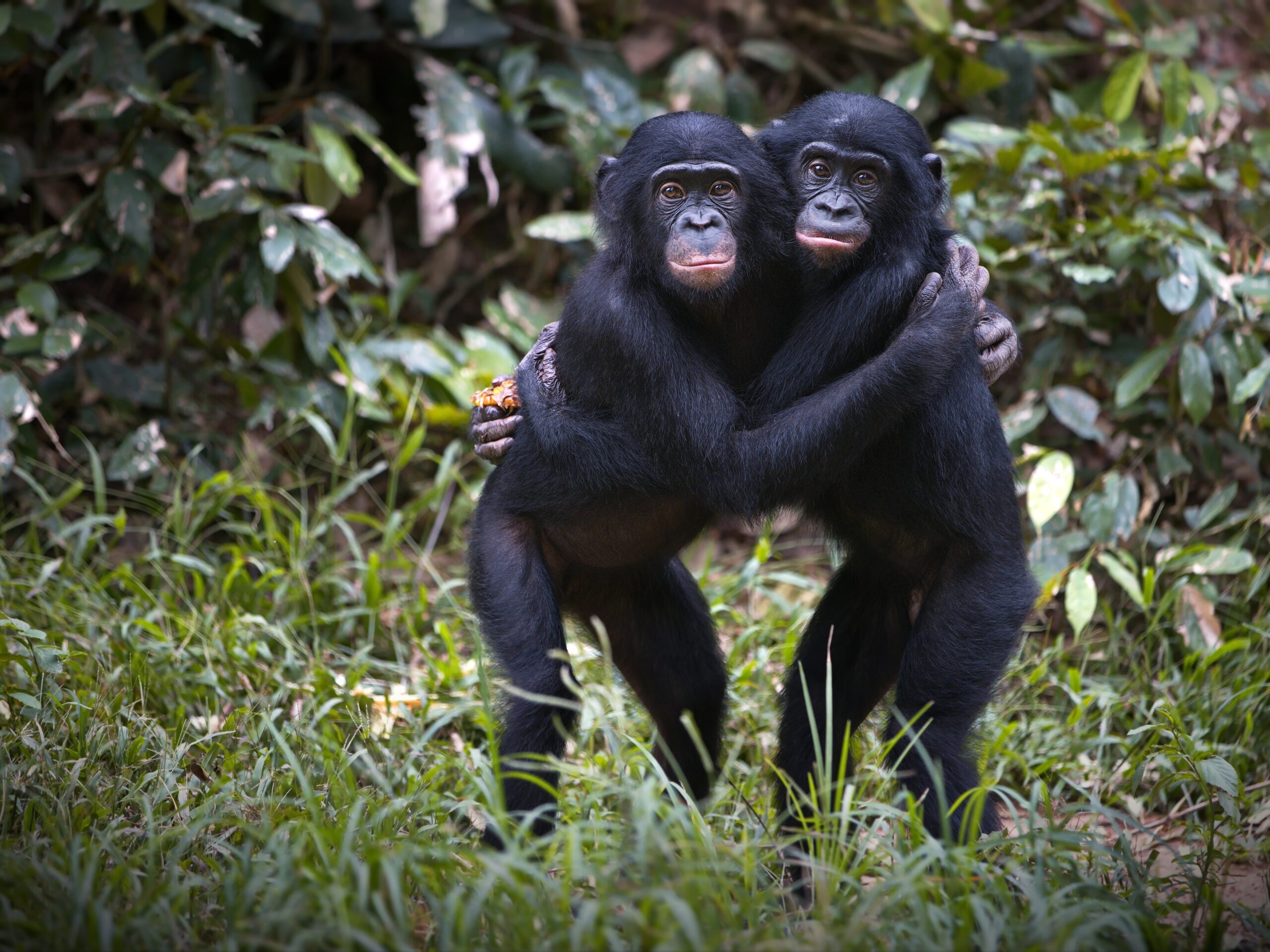 Bonobo in the Democratic Republic of the Congo