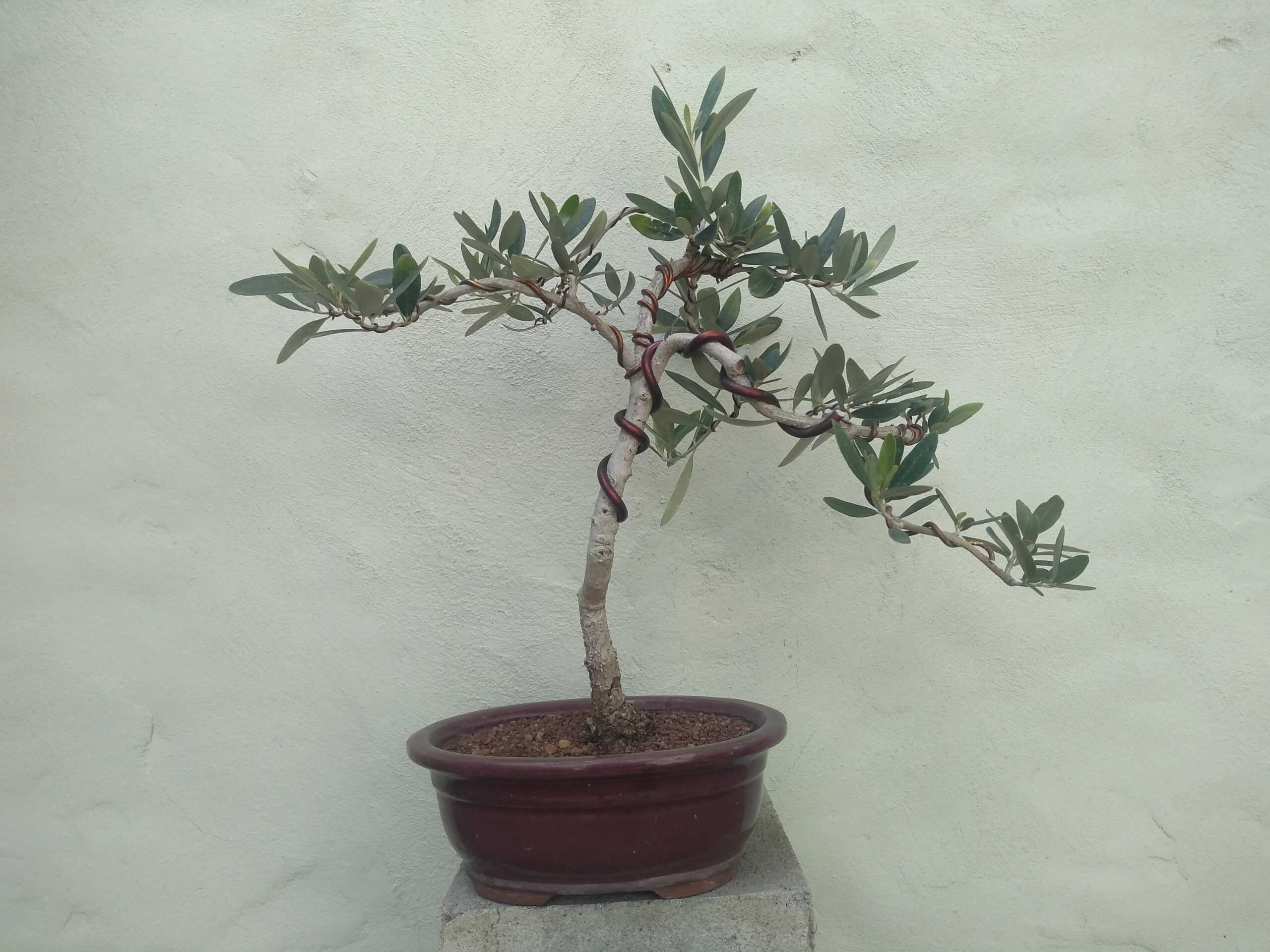 Bonsai Sculpting