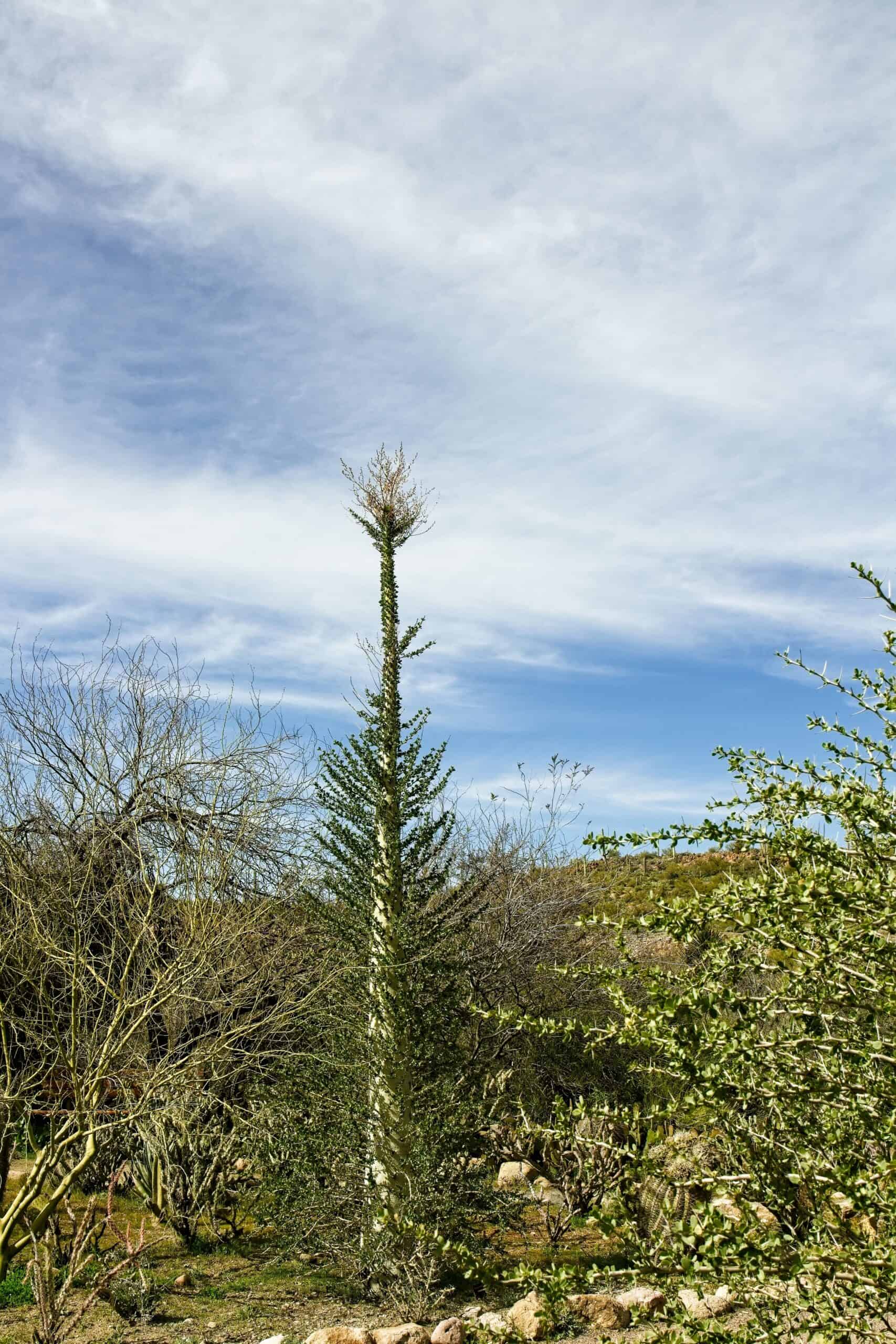 Boojum Tree (Fouquieria columnaris)