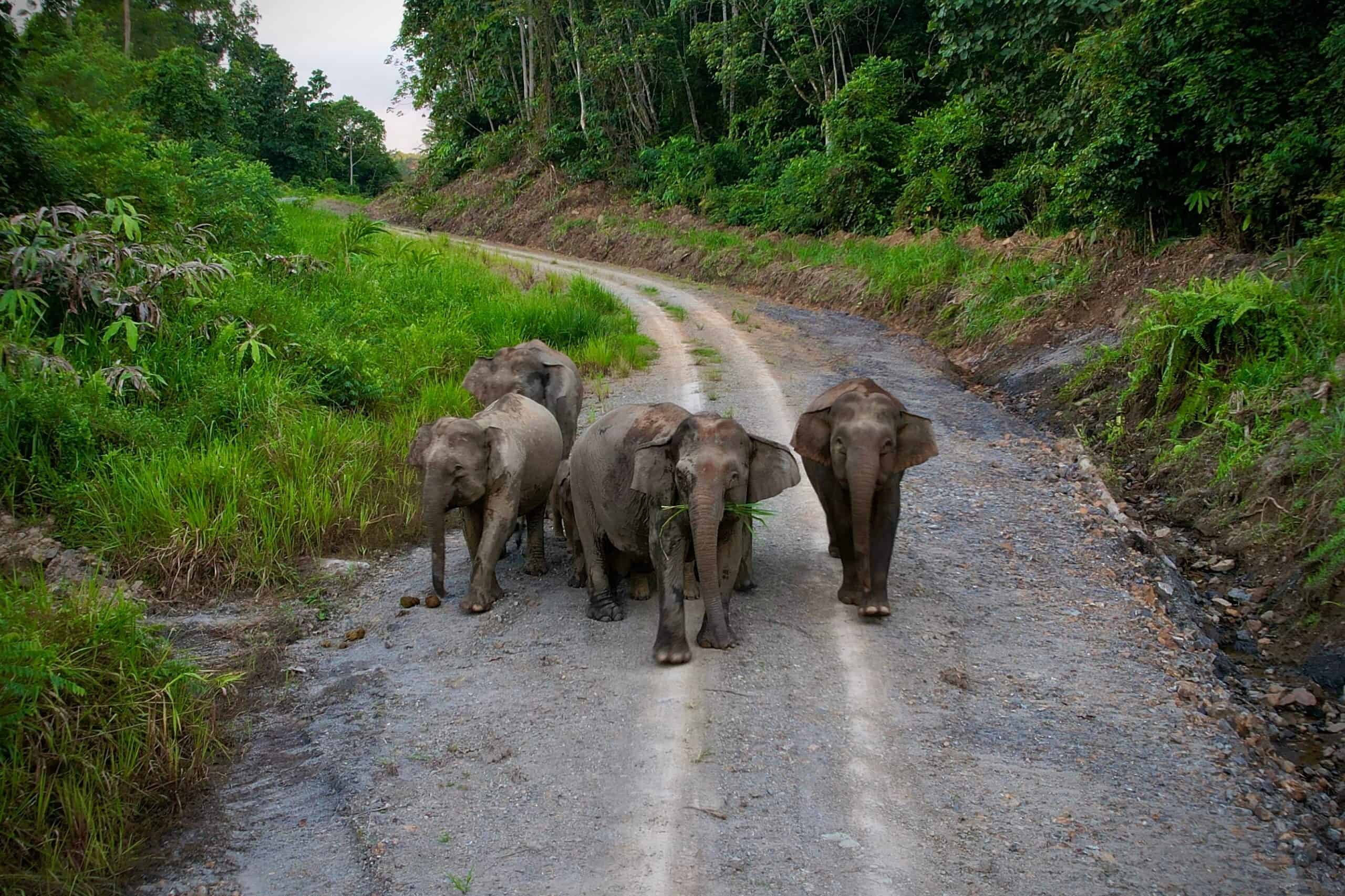 Borneo Pygmy Elephant