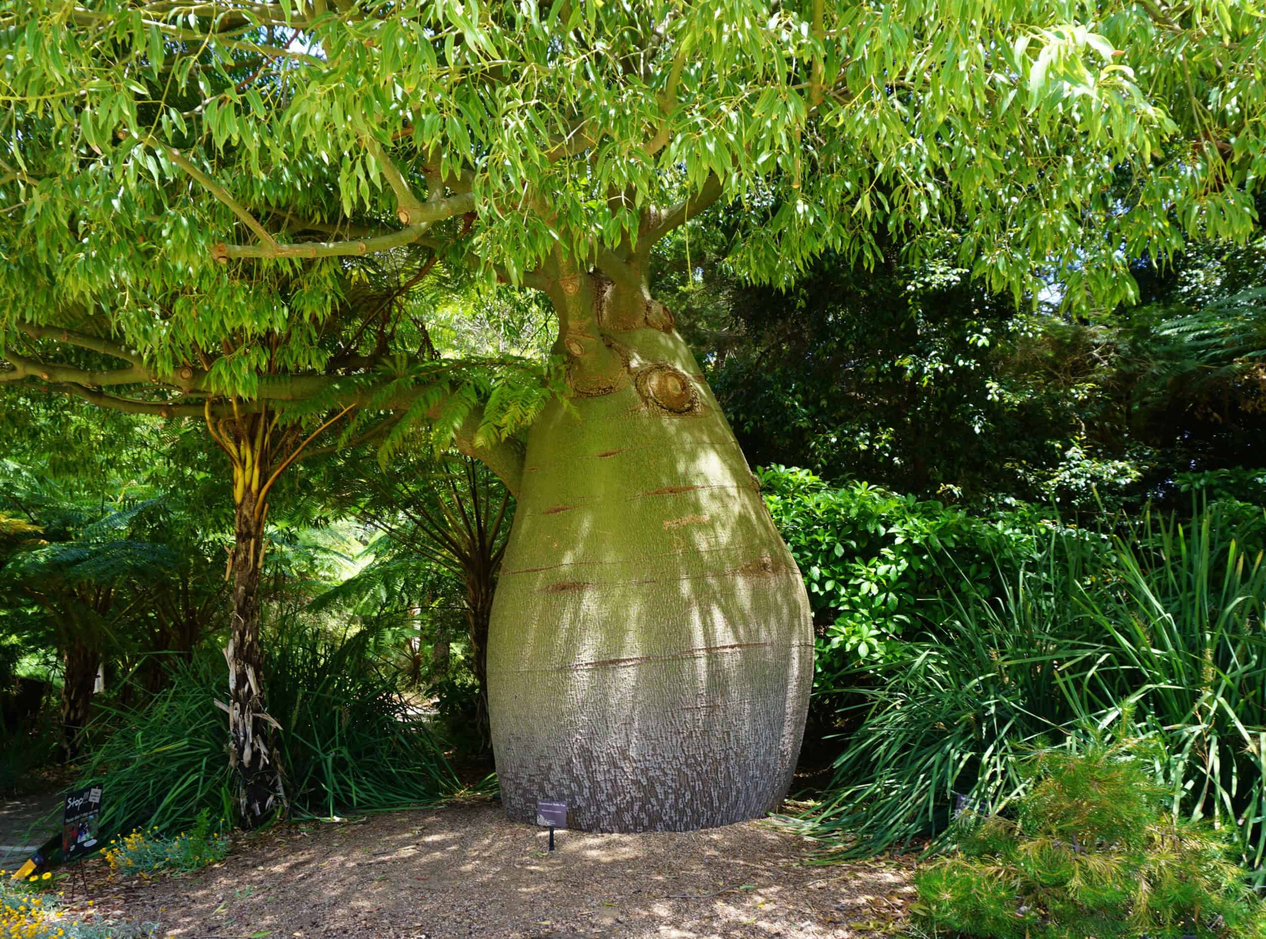 Bottle Tree (Brachychiton rupestris)