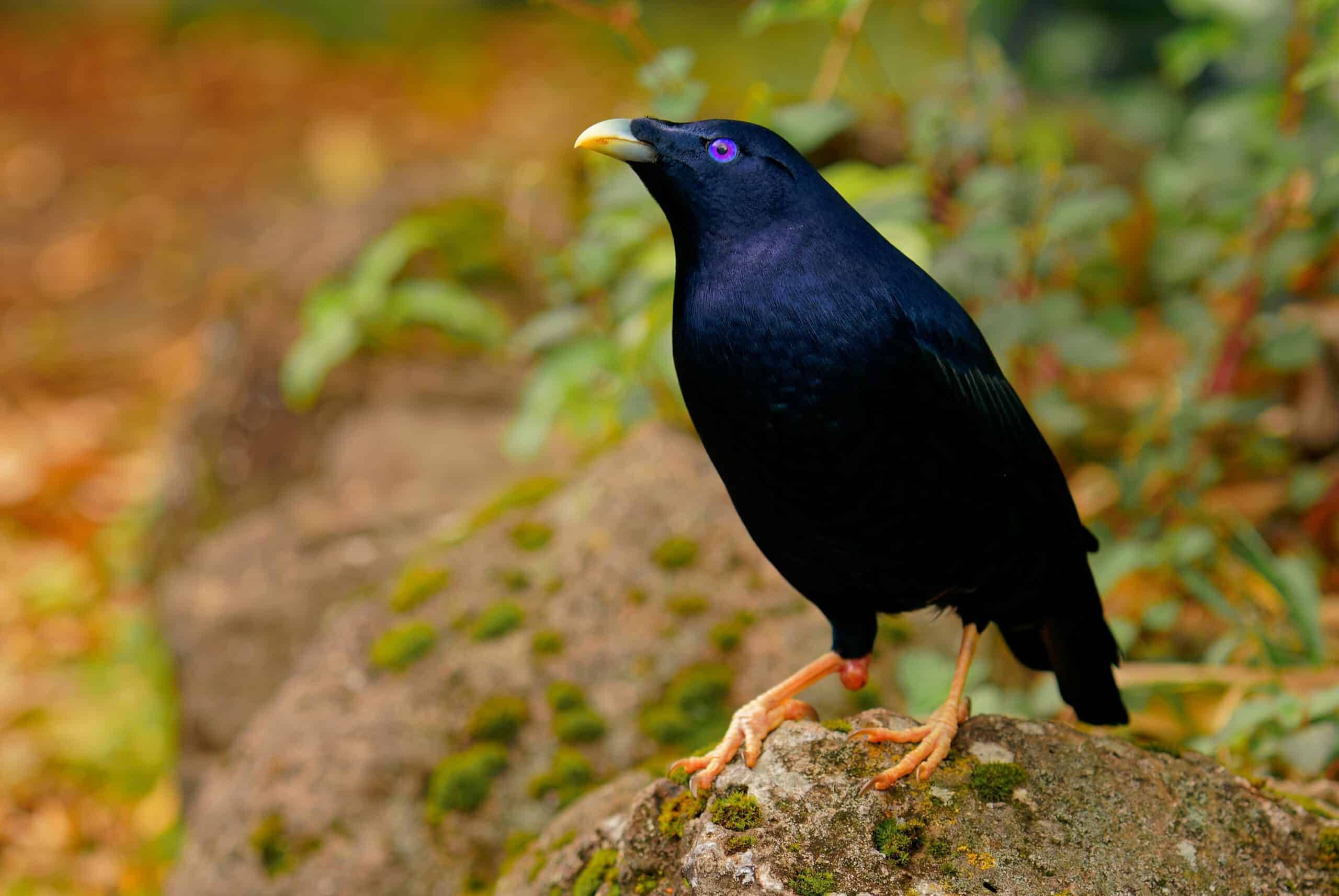 Bowerbird