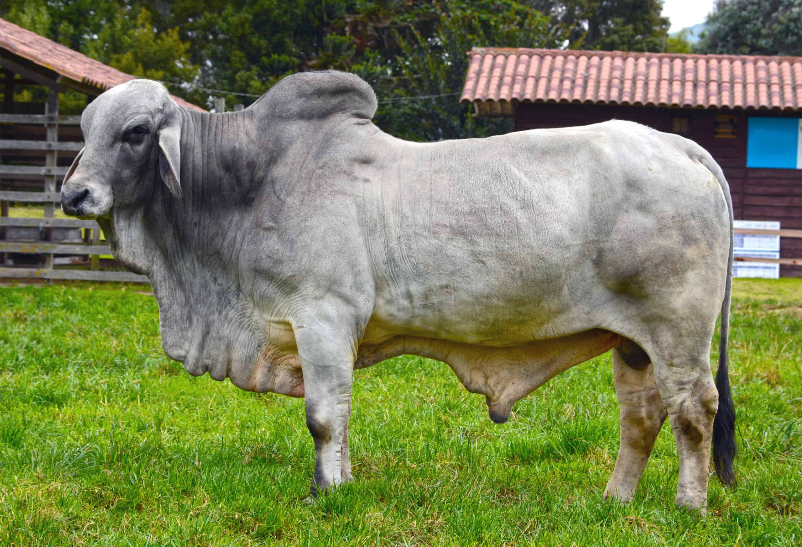 Brahman Bull