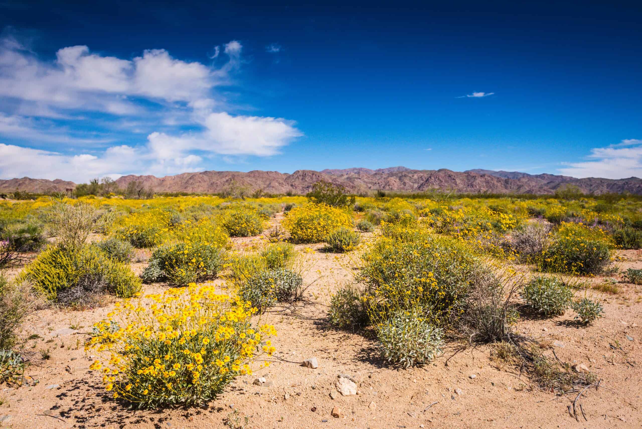 Brittlebush