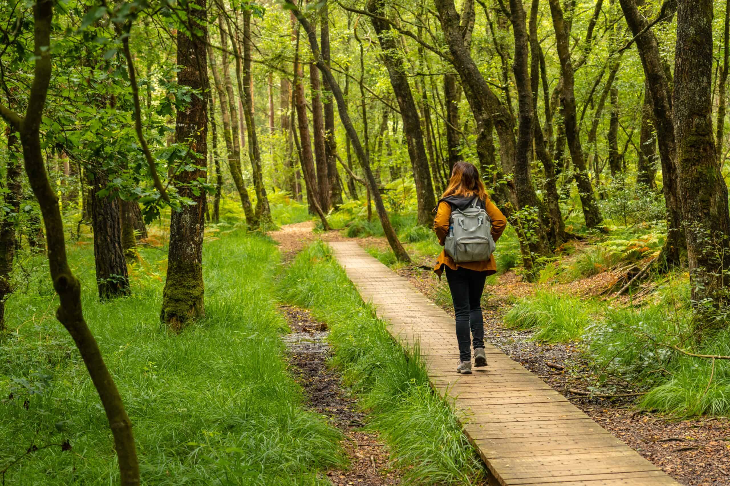 Brocéliande Forest, France