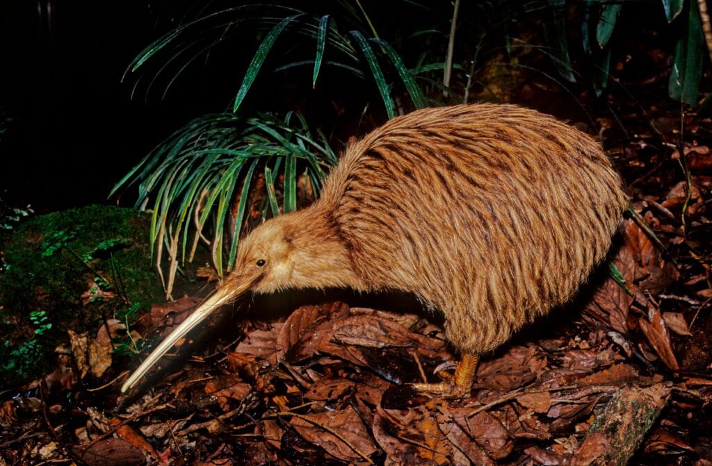 Brown Kiwi