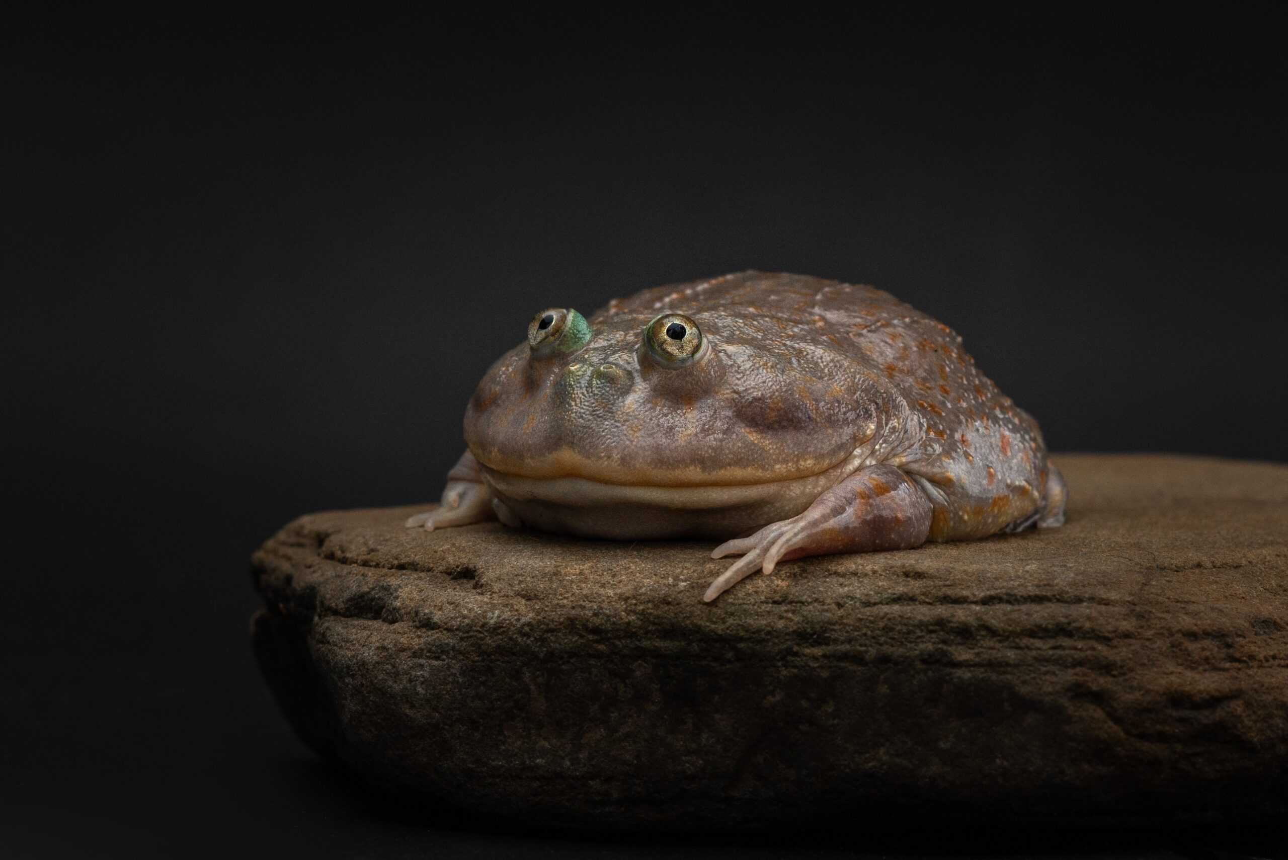 Budgett's Frog