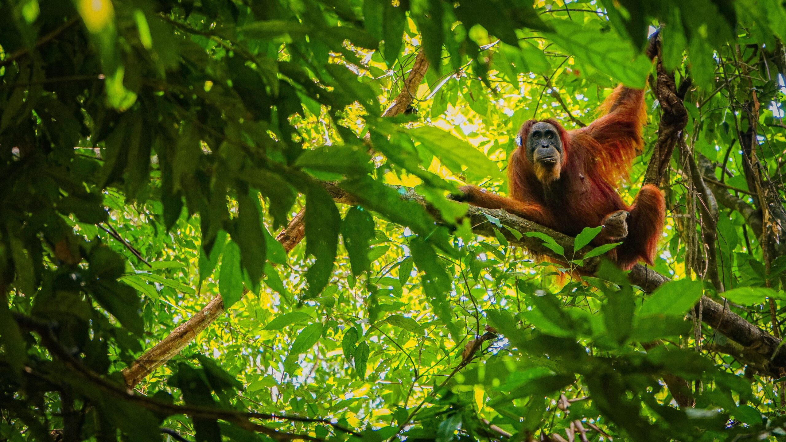 Bukit Lawang, Indonesia