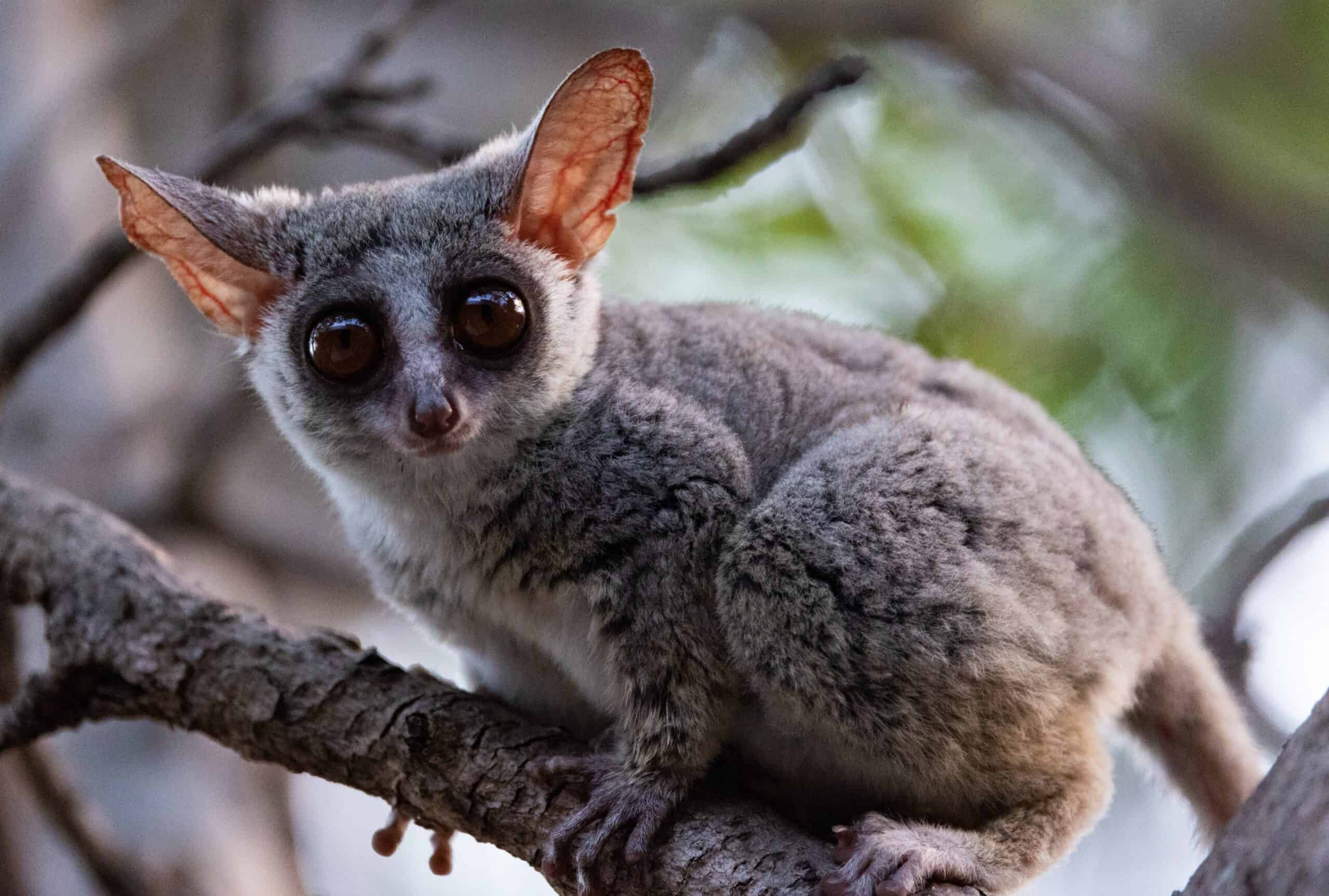 Bushbaby (Galago)