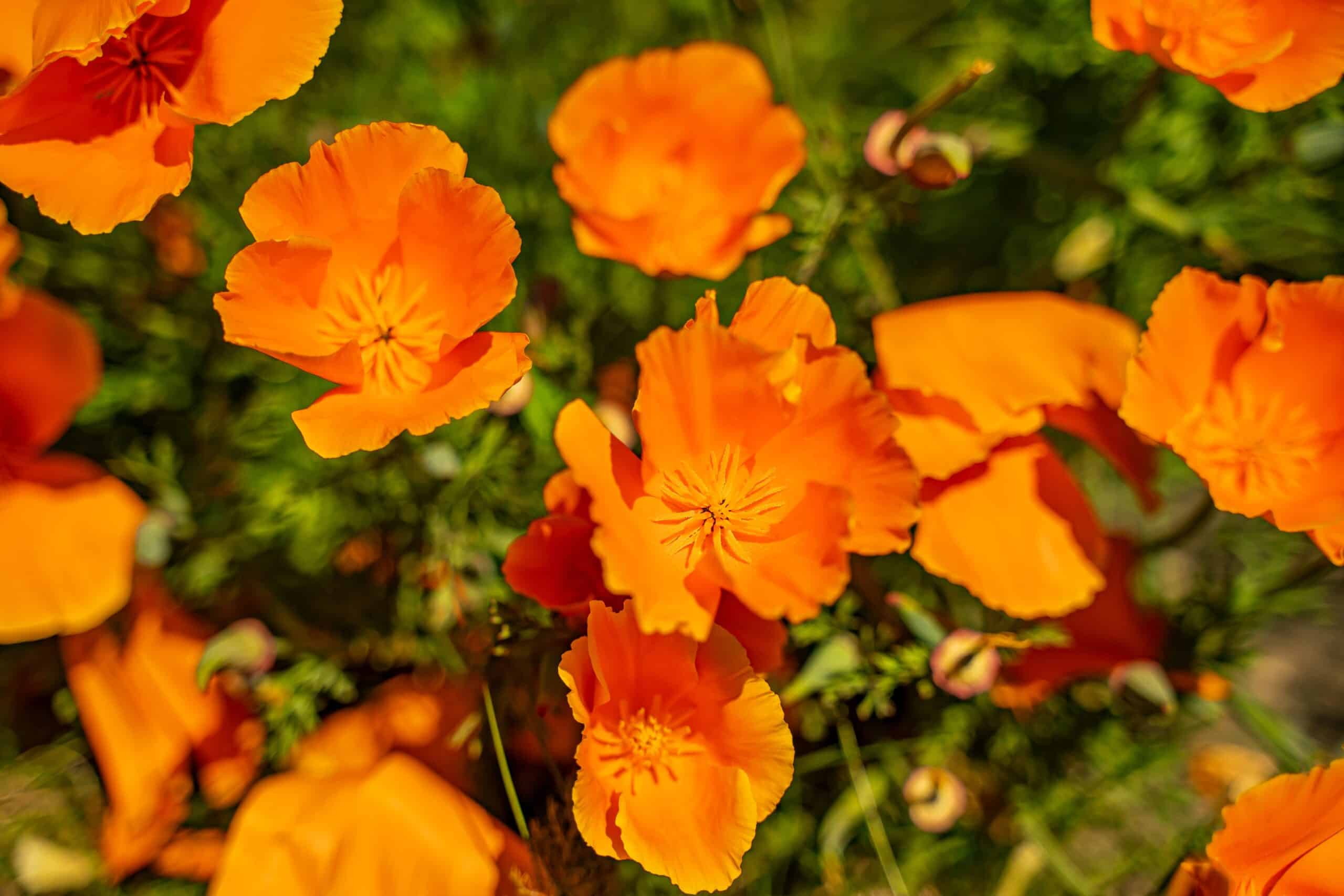 California Poppy