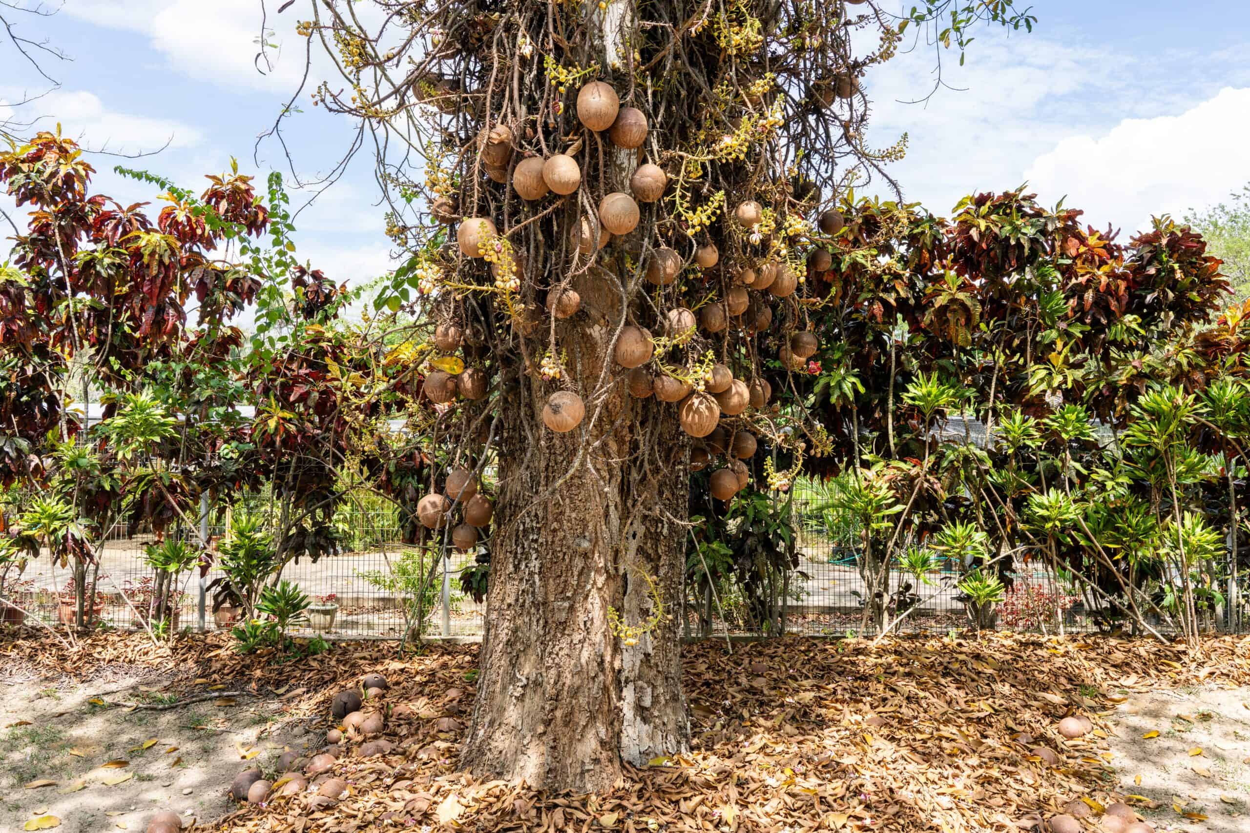 Cannonball Tree (Couroupita guianensis)