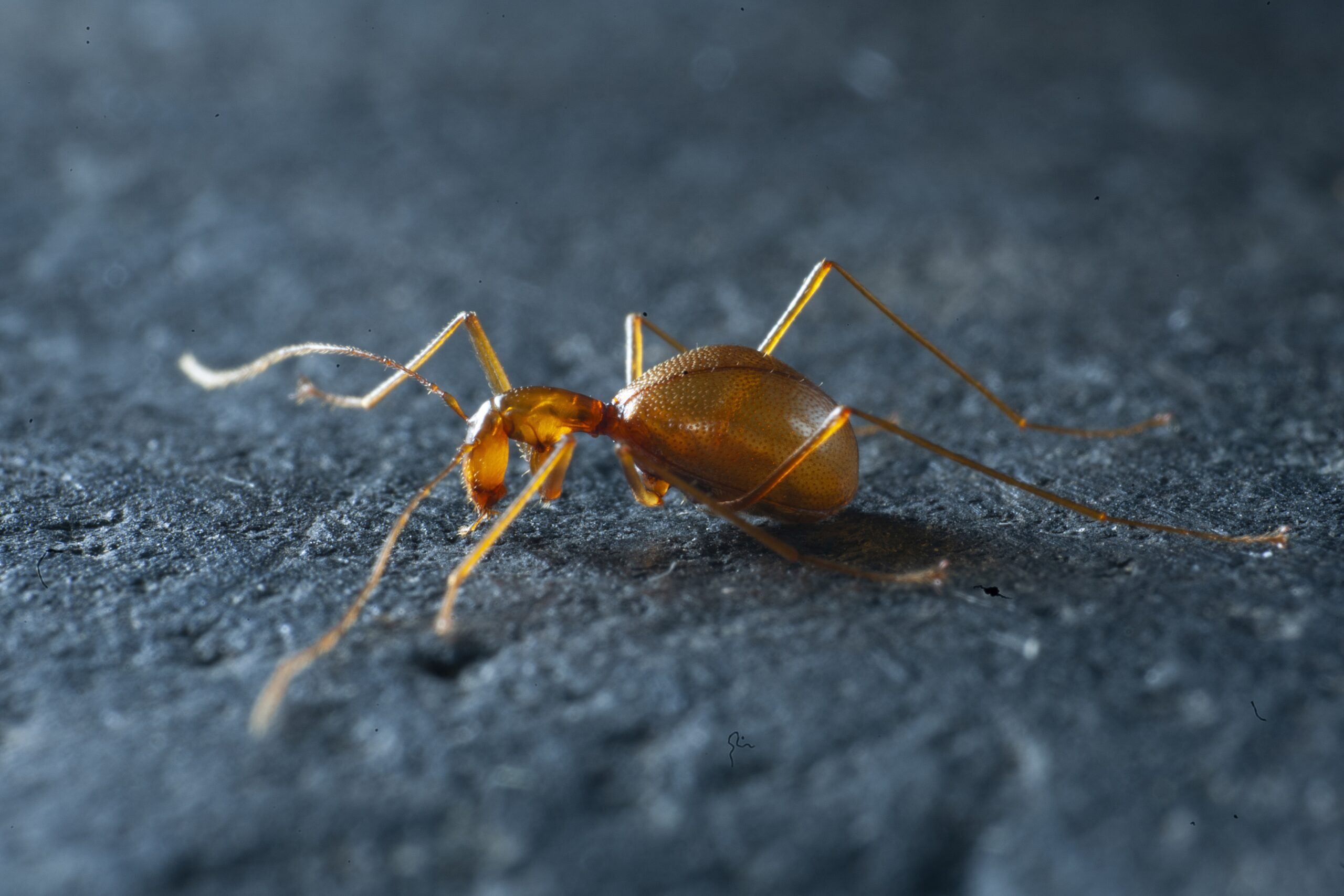 Cave Beetle (Leptodirus hochenwartii)