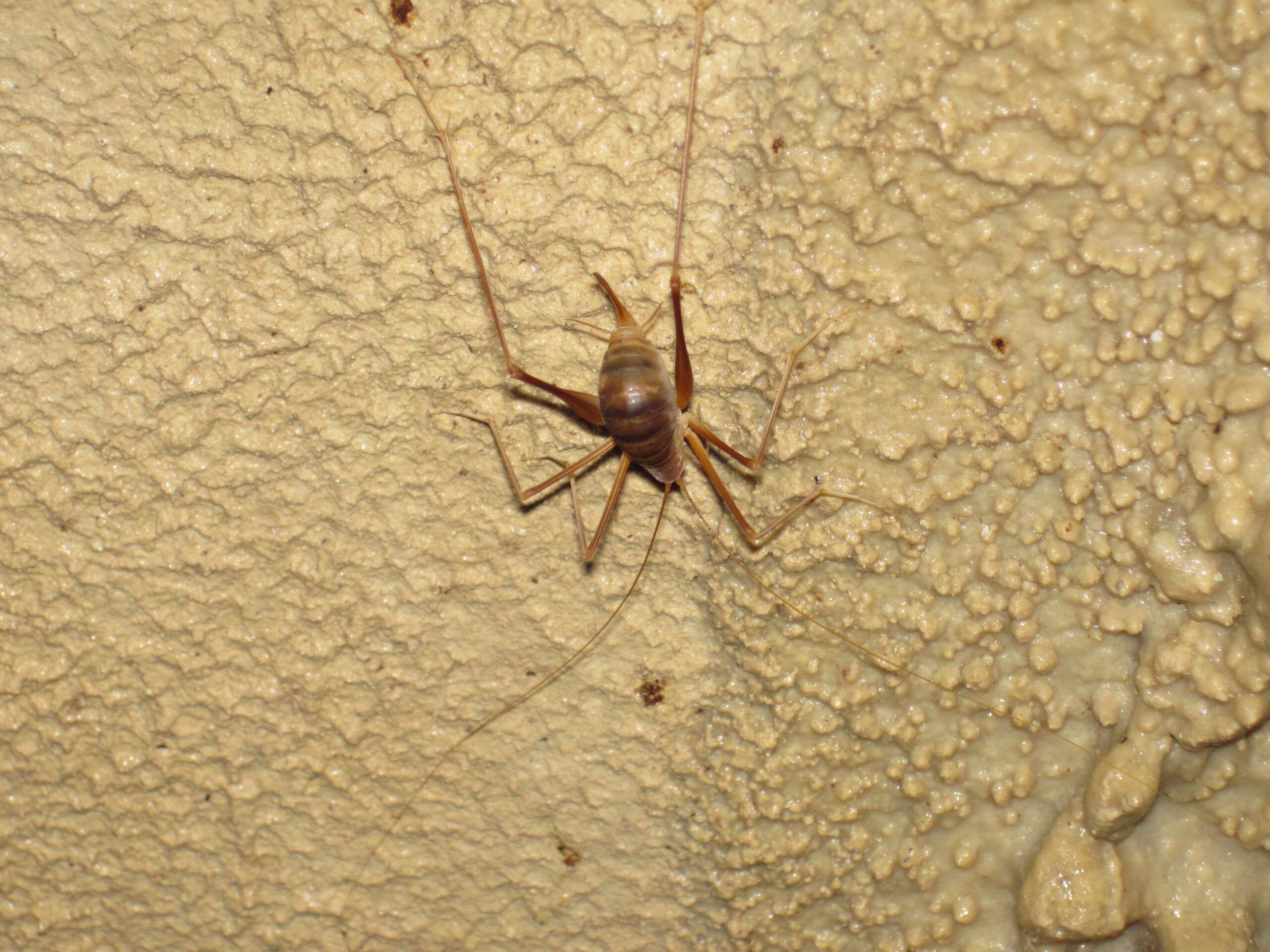 Cave Cricket (Hadenoecus subterraneus)