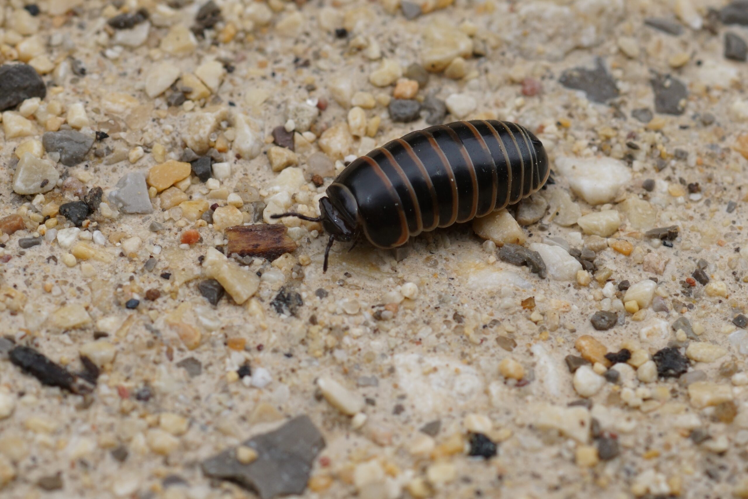 Cave Millipede (Glomeris marginata)