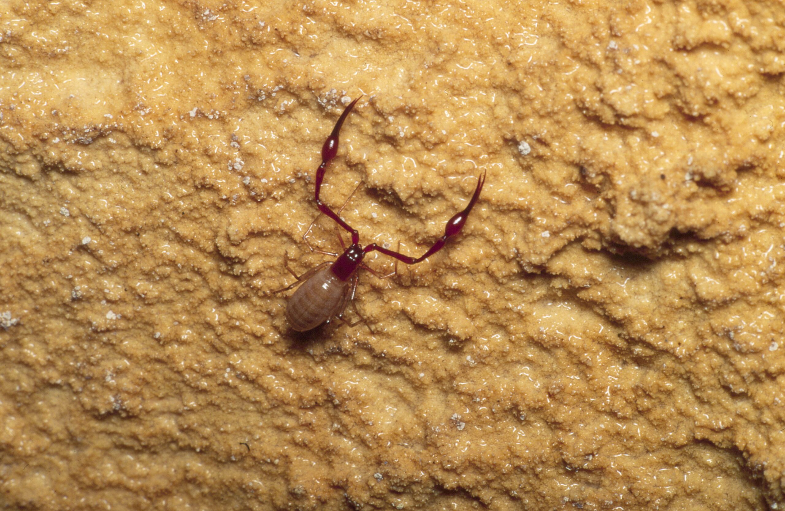 Cave Pseudoscorpion (Atemnus politus)