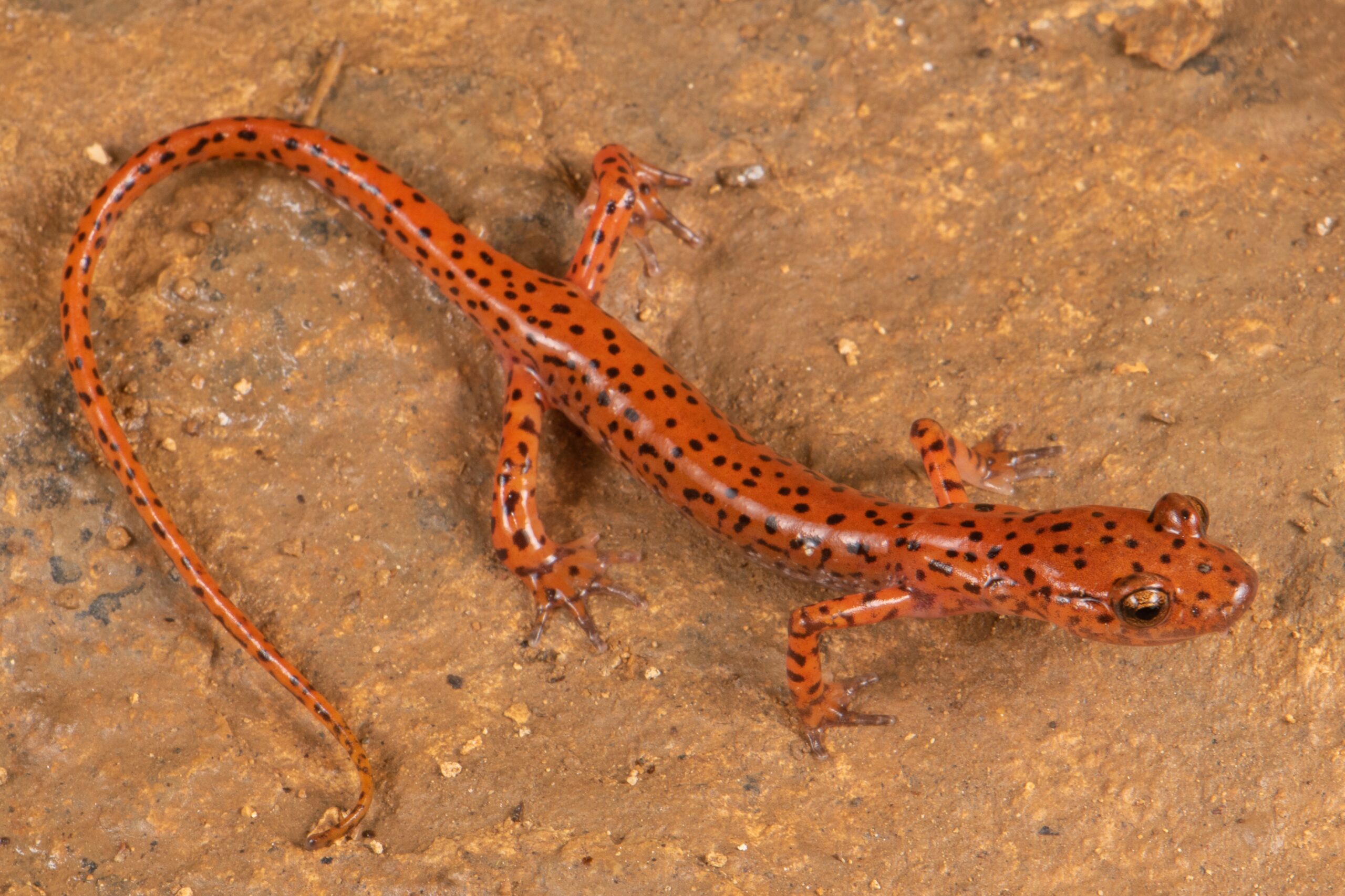 Cave Salamander (Eurycea lucifuga)