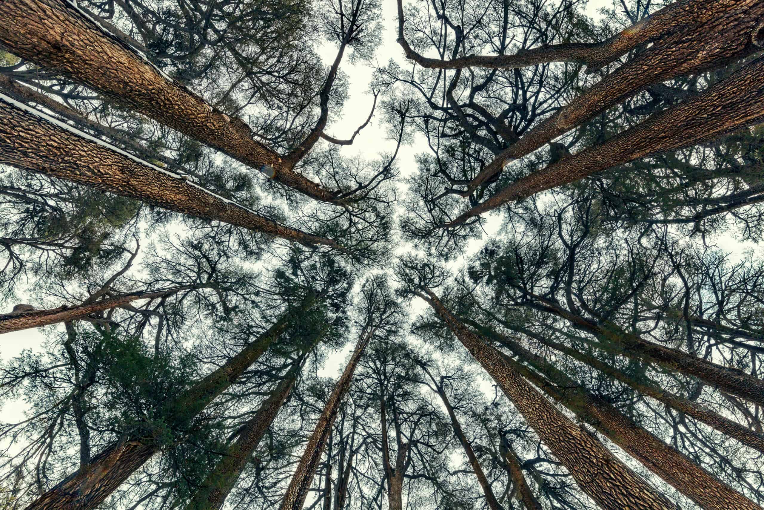 Cedars of God, Lebanon