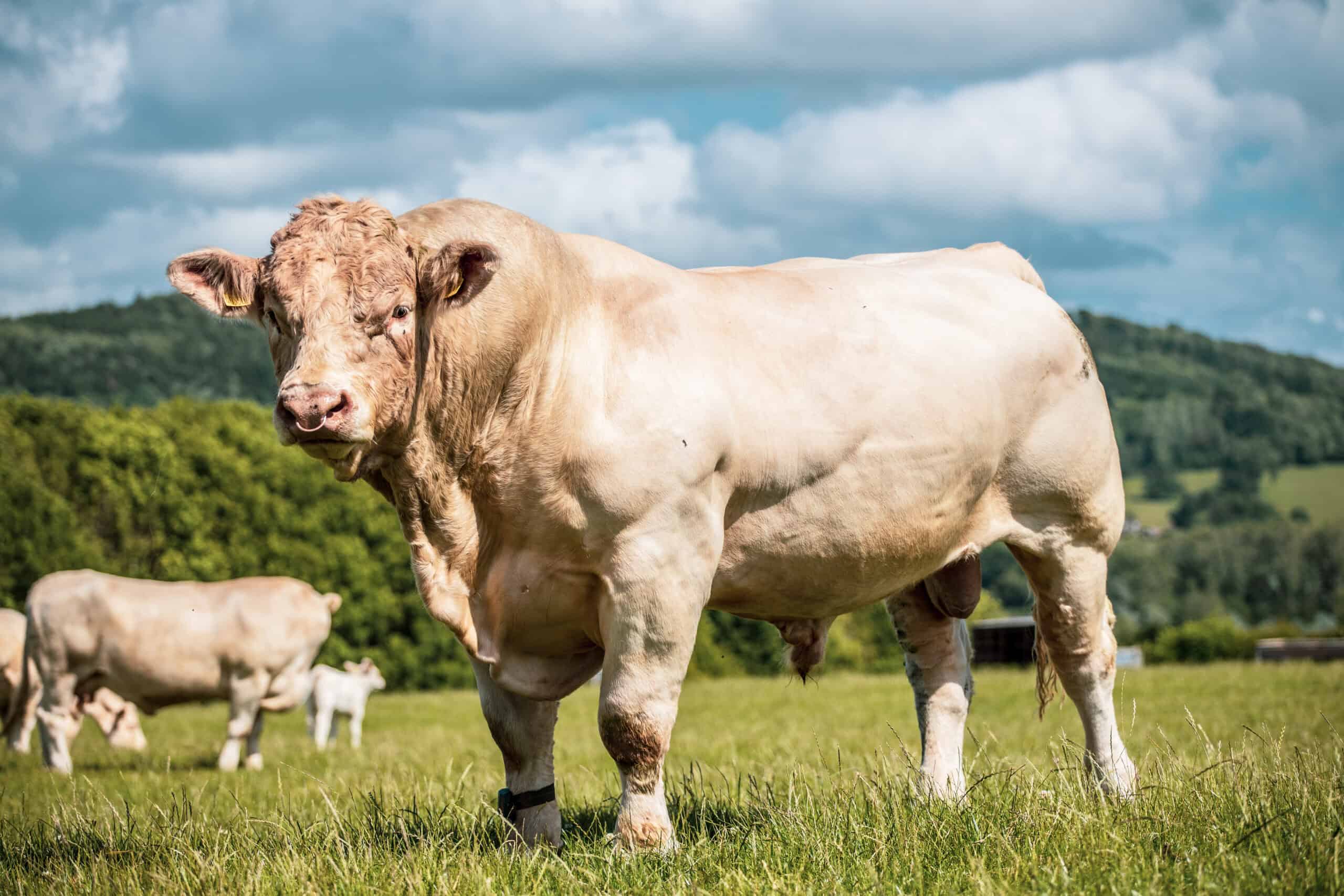 Charolais Bull