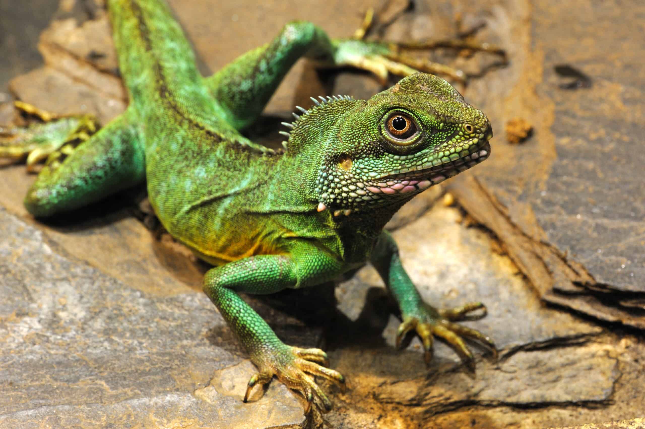 Chinese Water Dragon (Physignathus cocincinus)