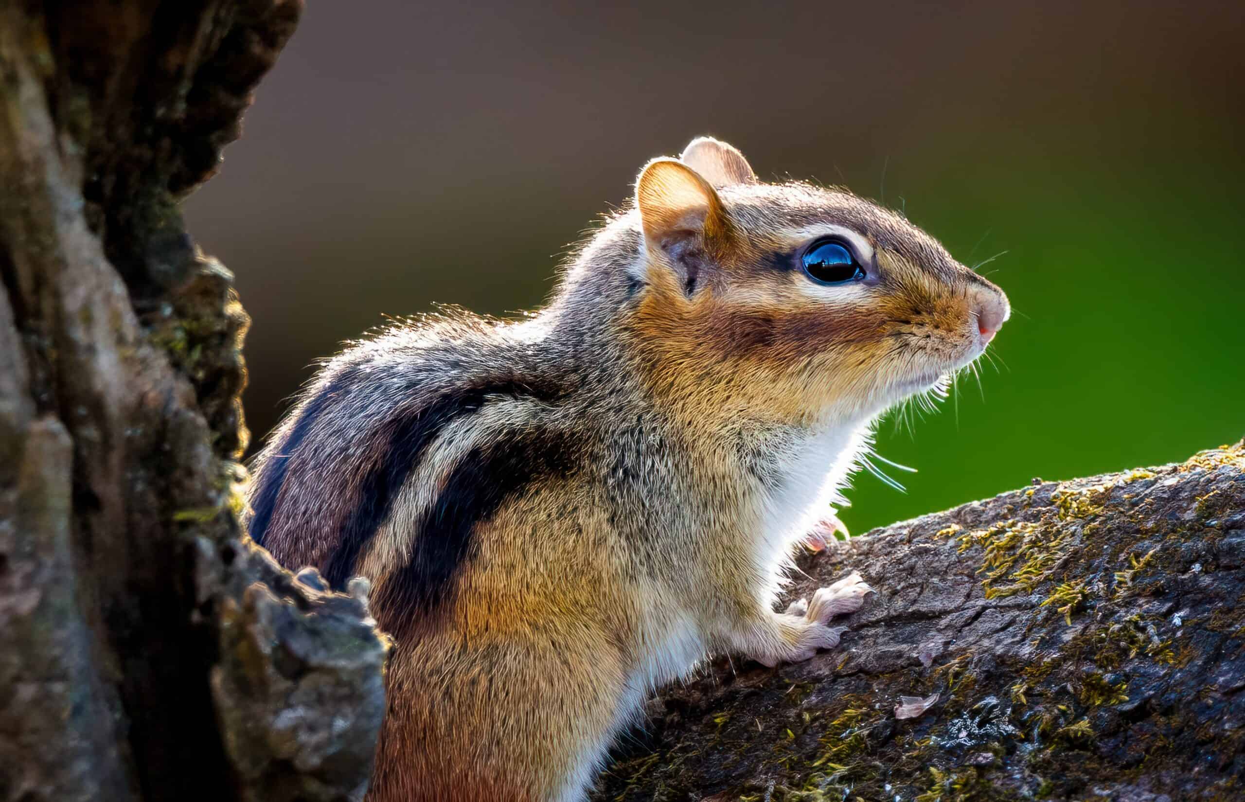 Chipmunk