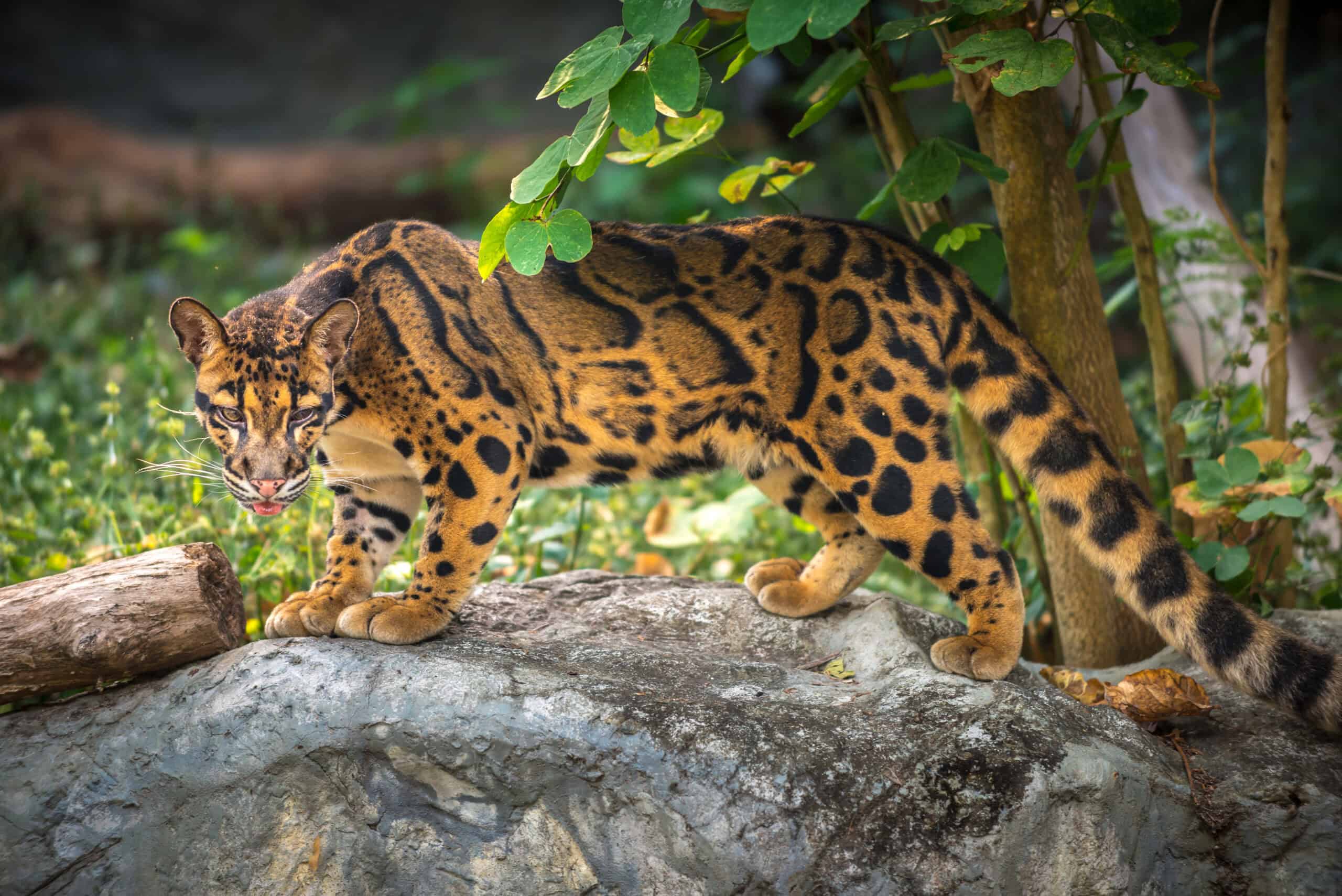 Clouded Leopard