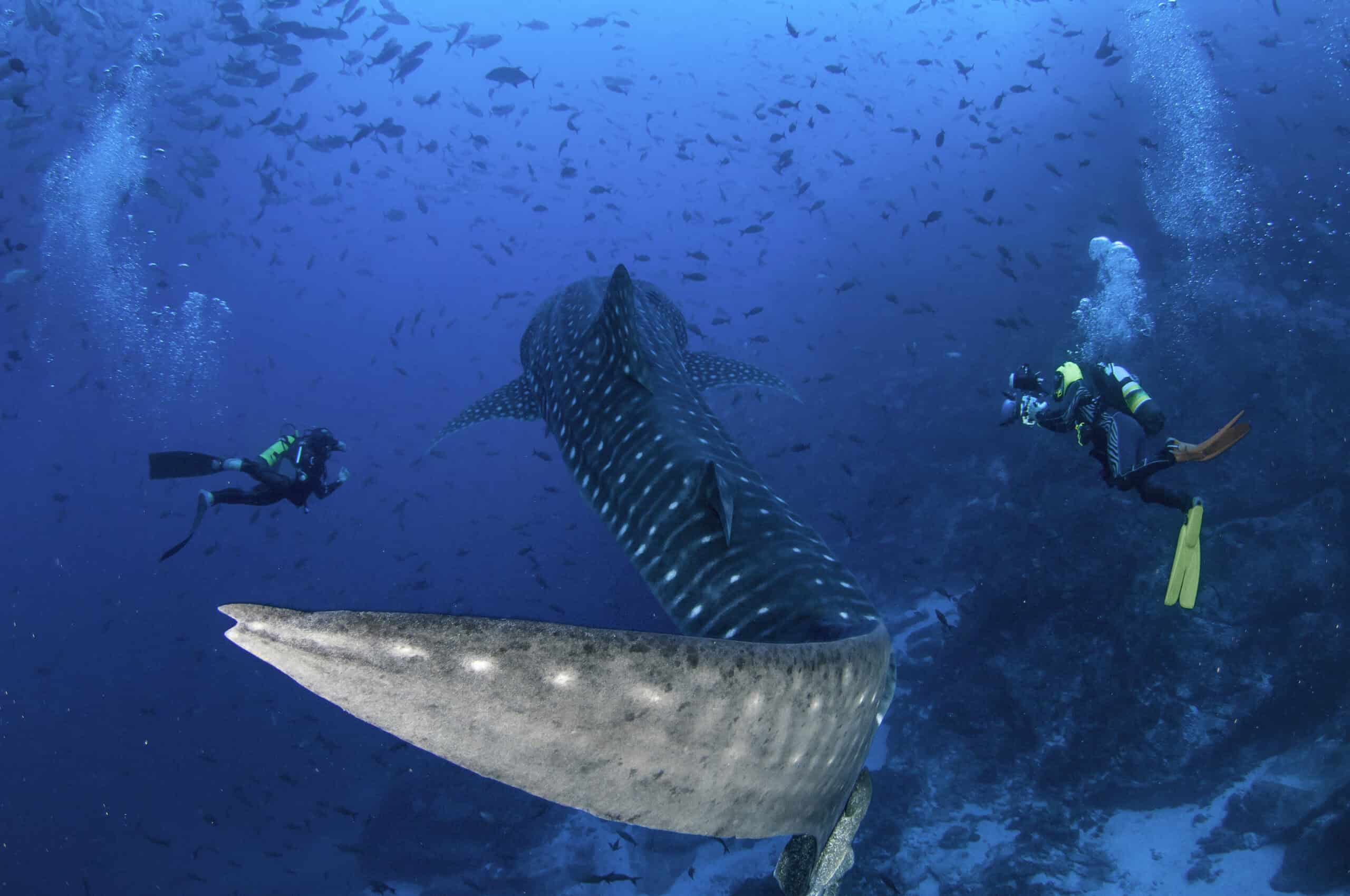 Cocos Island, Costa Rica