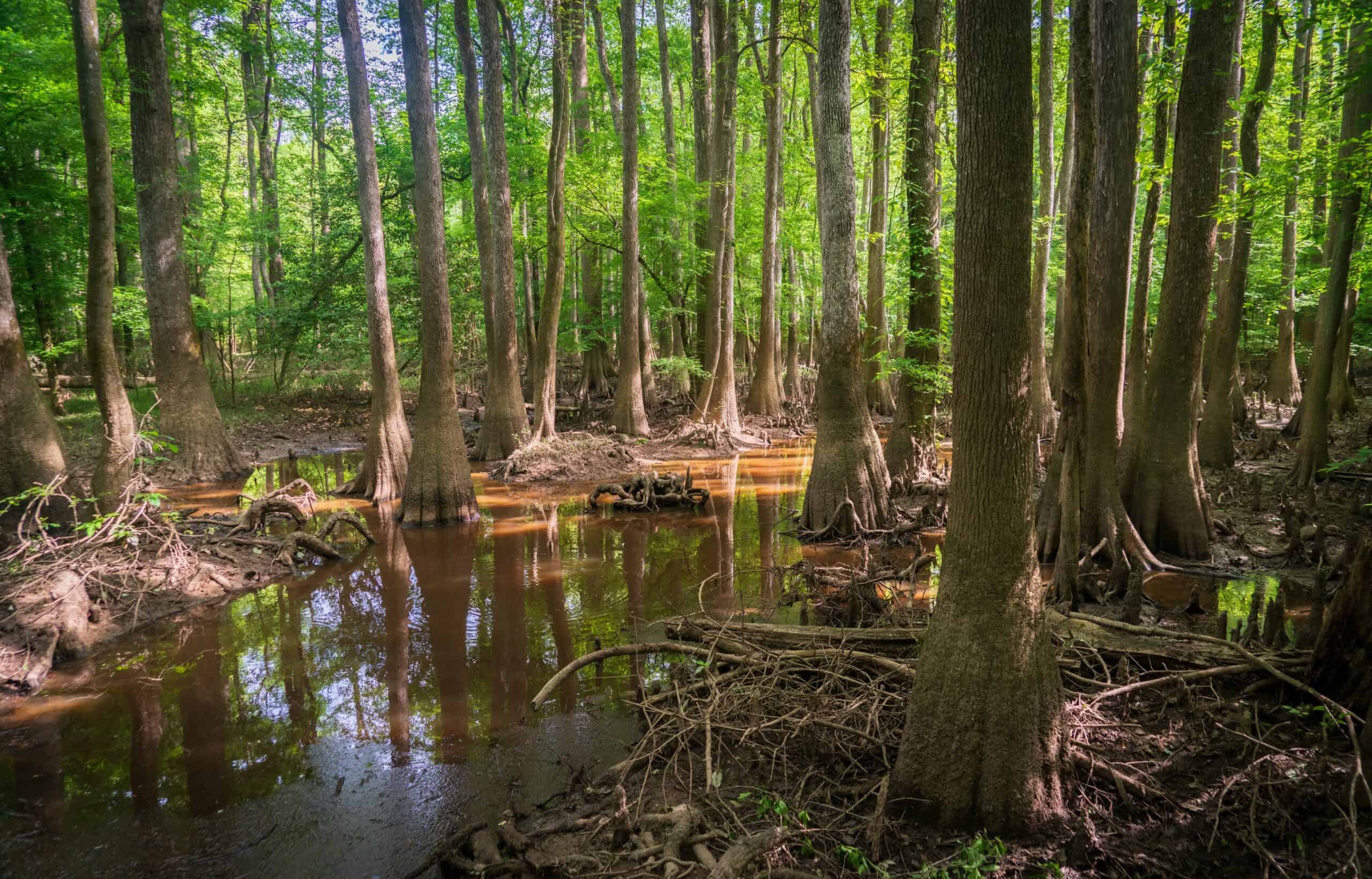 Congaree National Park, USA