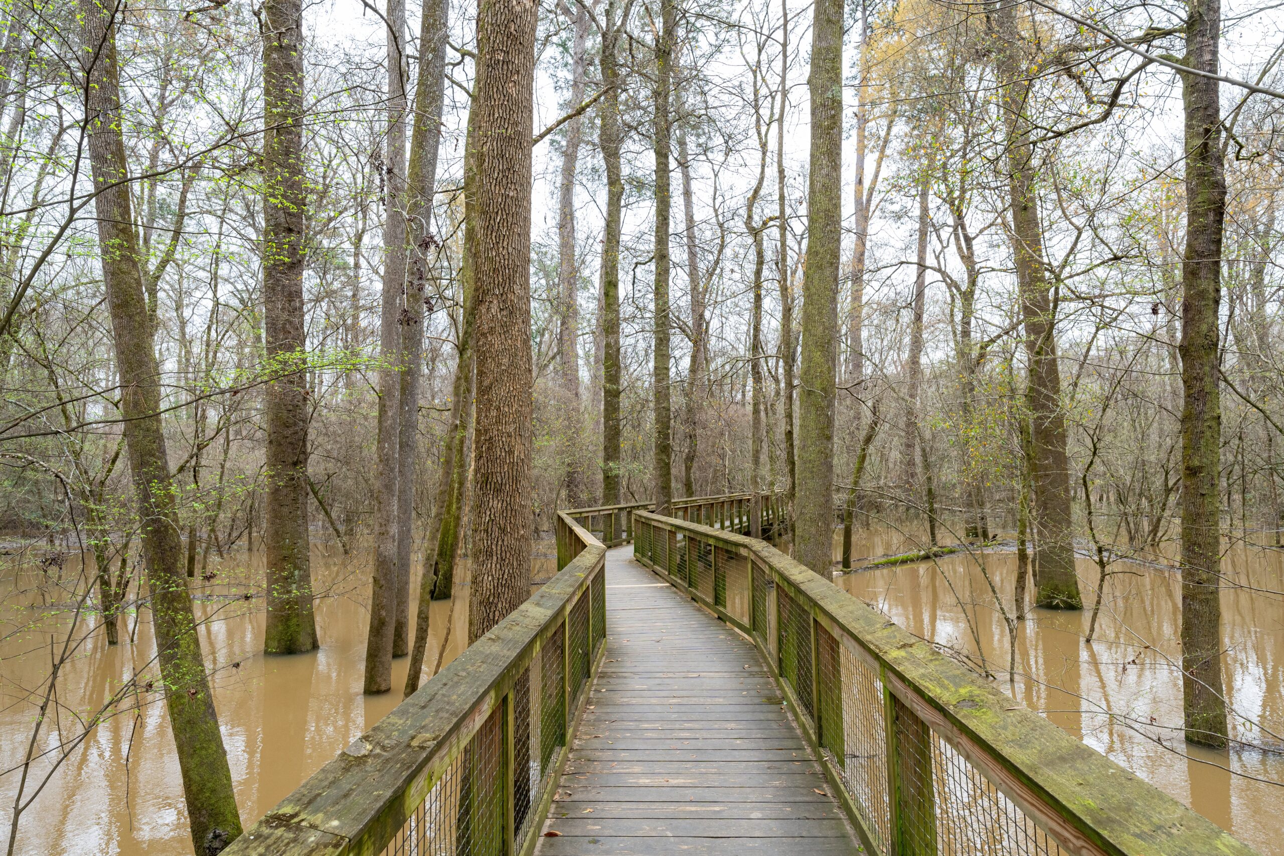 Congaree Swamp, South Carolina, USA