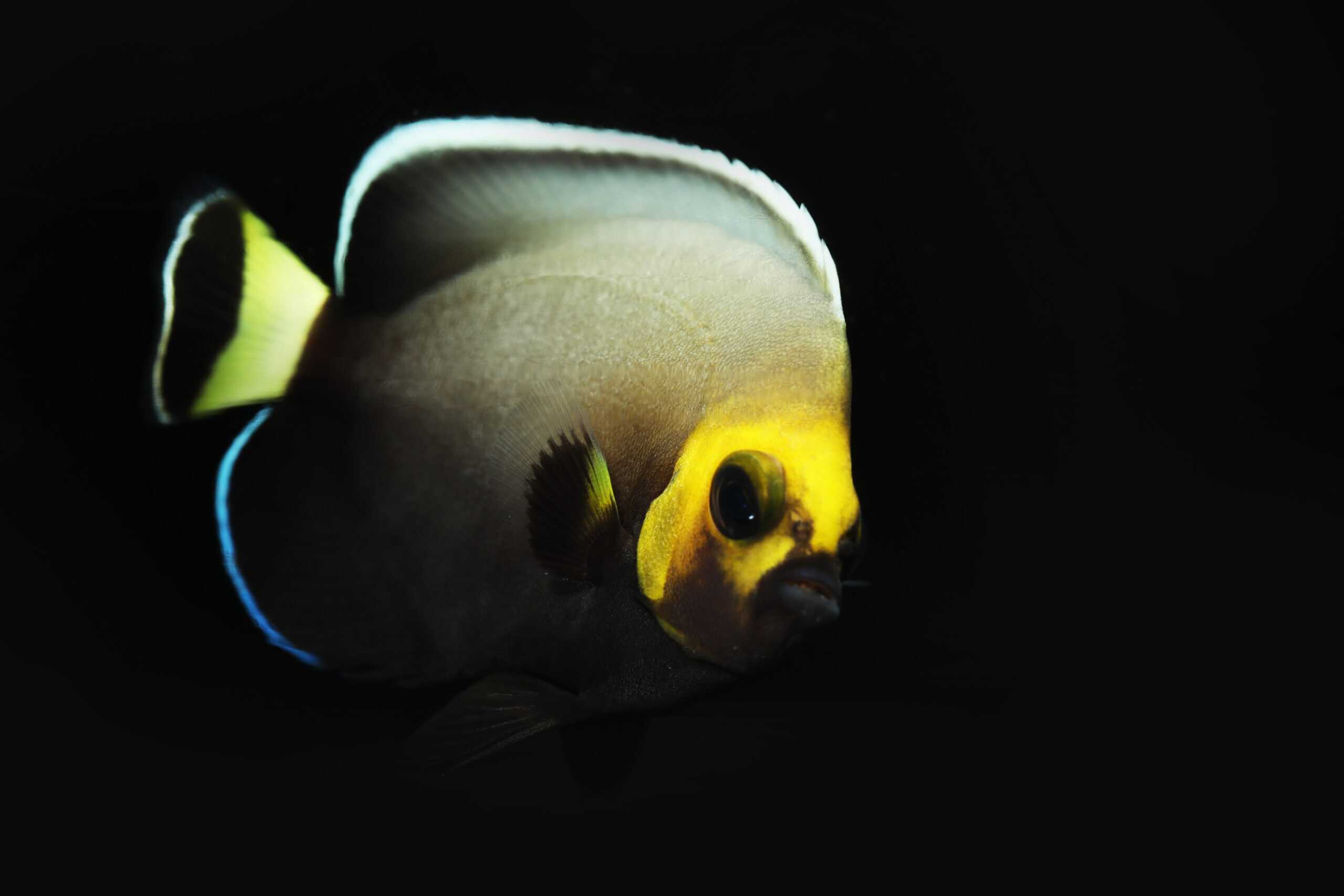 Conspicuous Angelfish