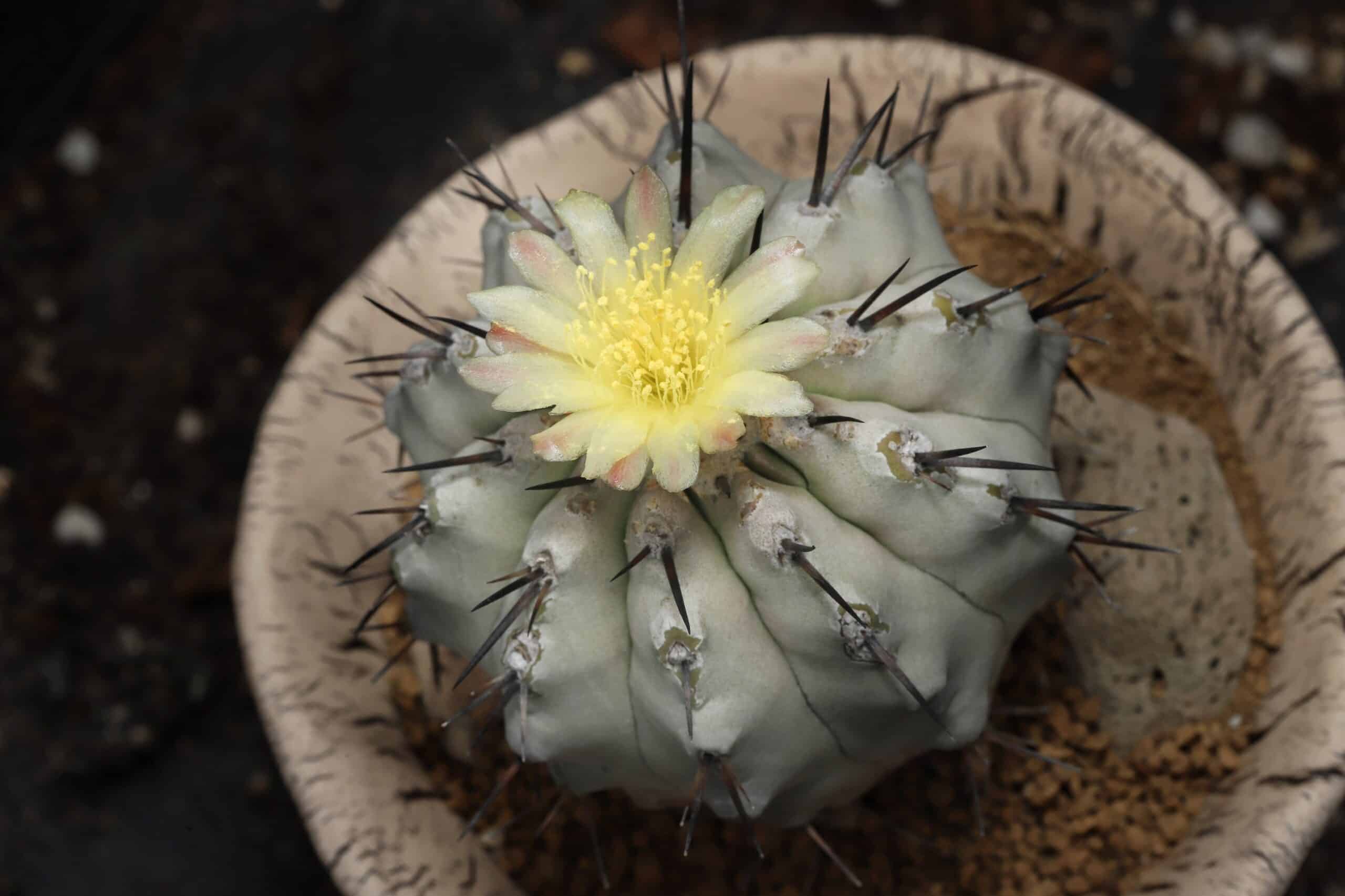 Copiapoa (Copiapoa cinerea)