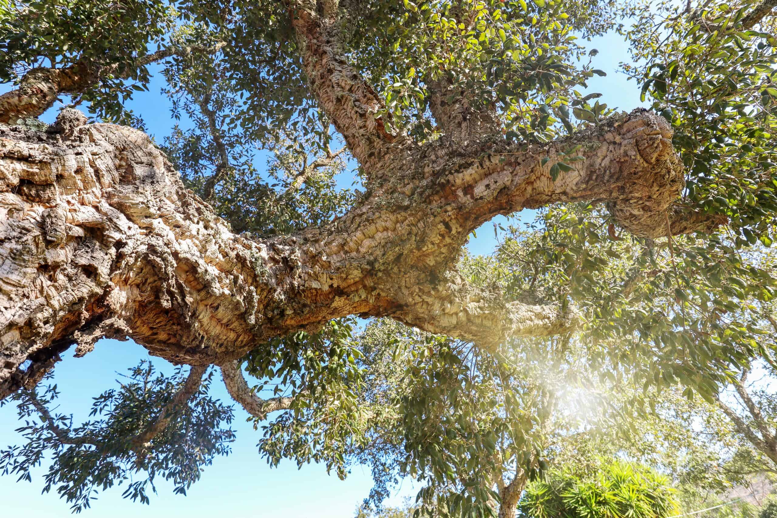 Cork Oak (Quercus suber)