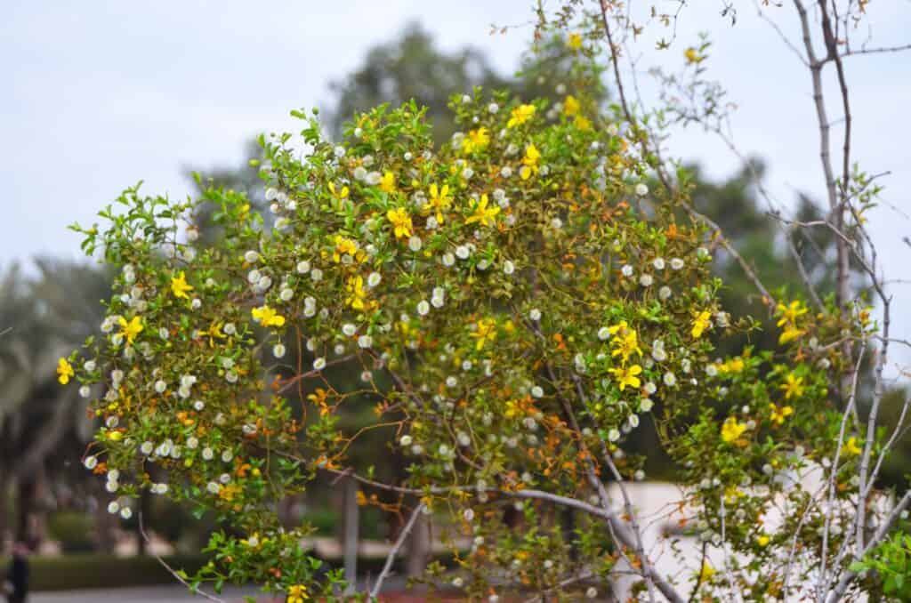 Creosote Bush