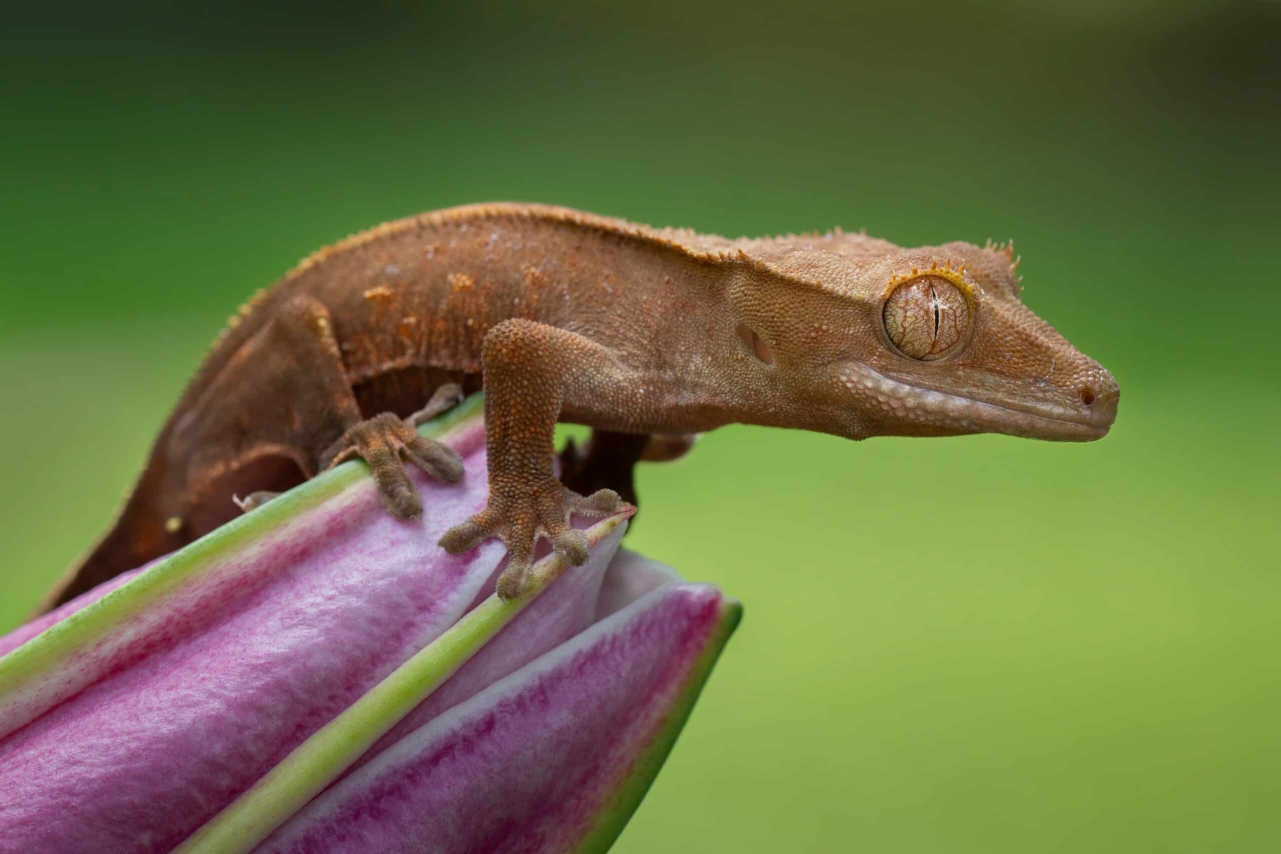 Crested Gecko (Correlophus ciliatus)