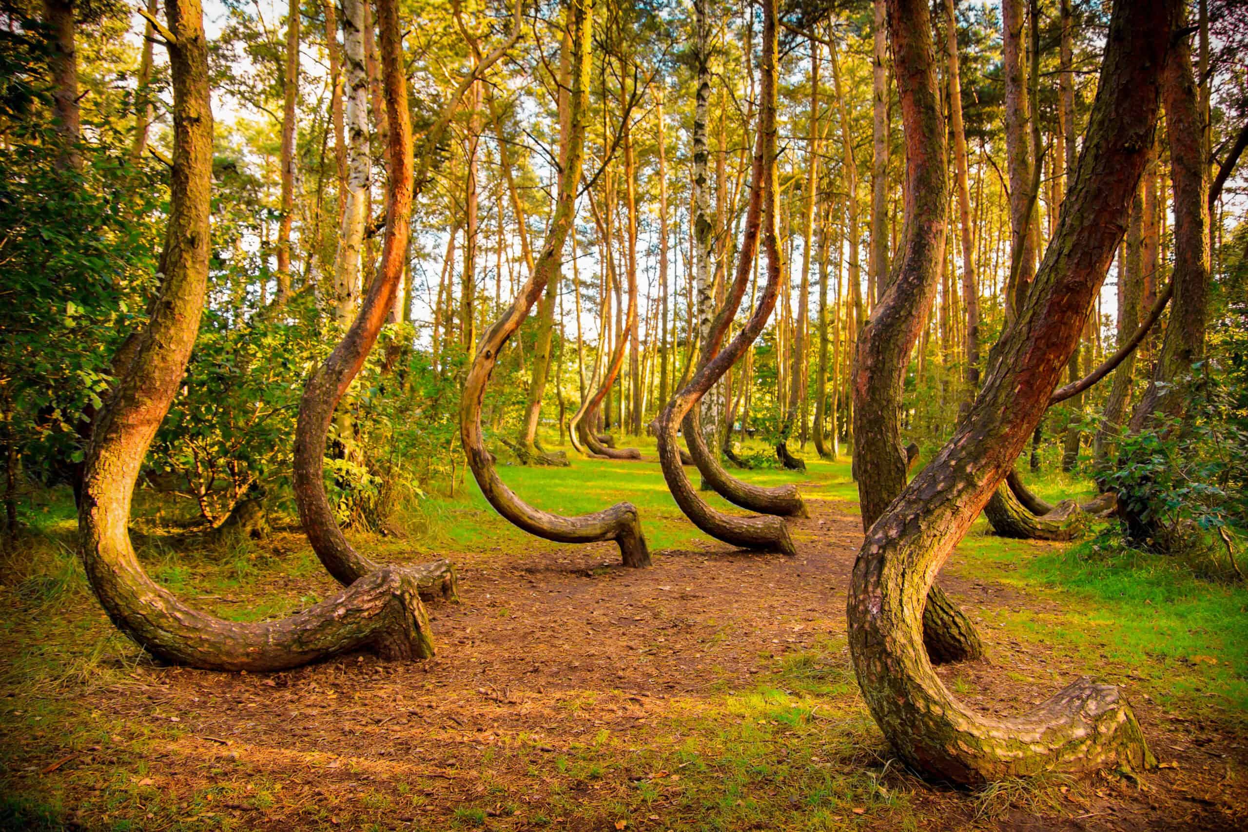 Crooked Forest, Poland