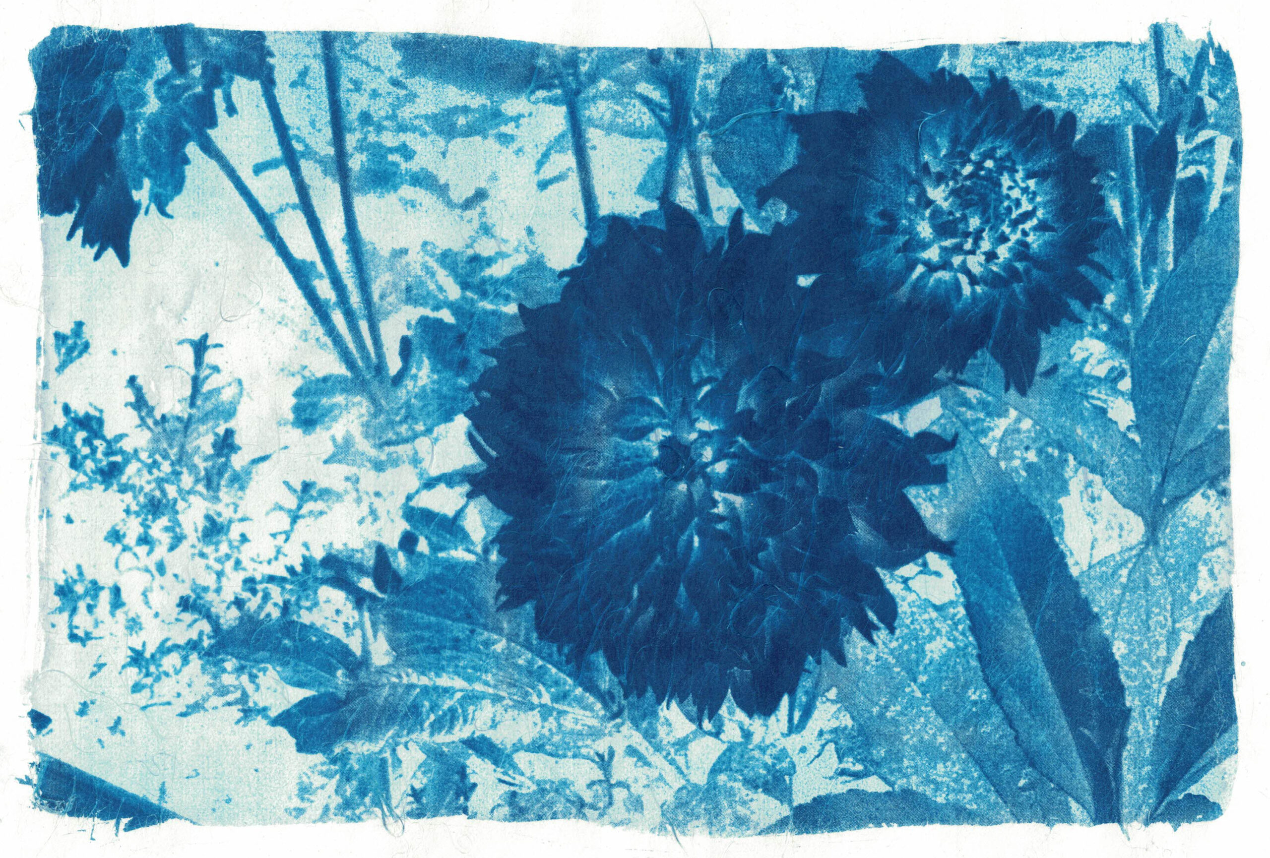 Cyanotype Printing