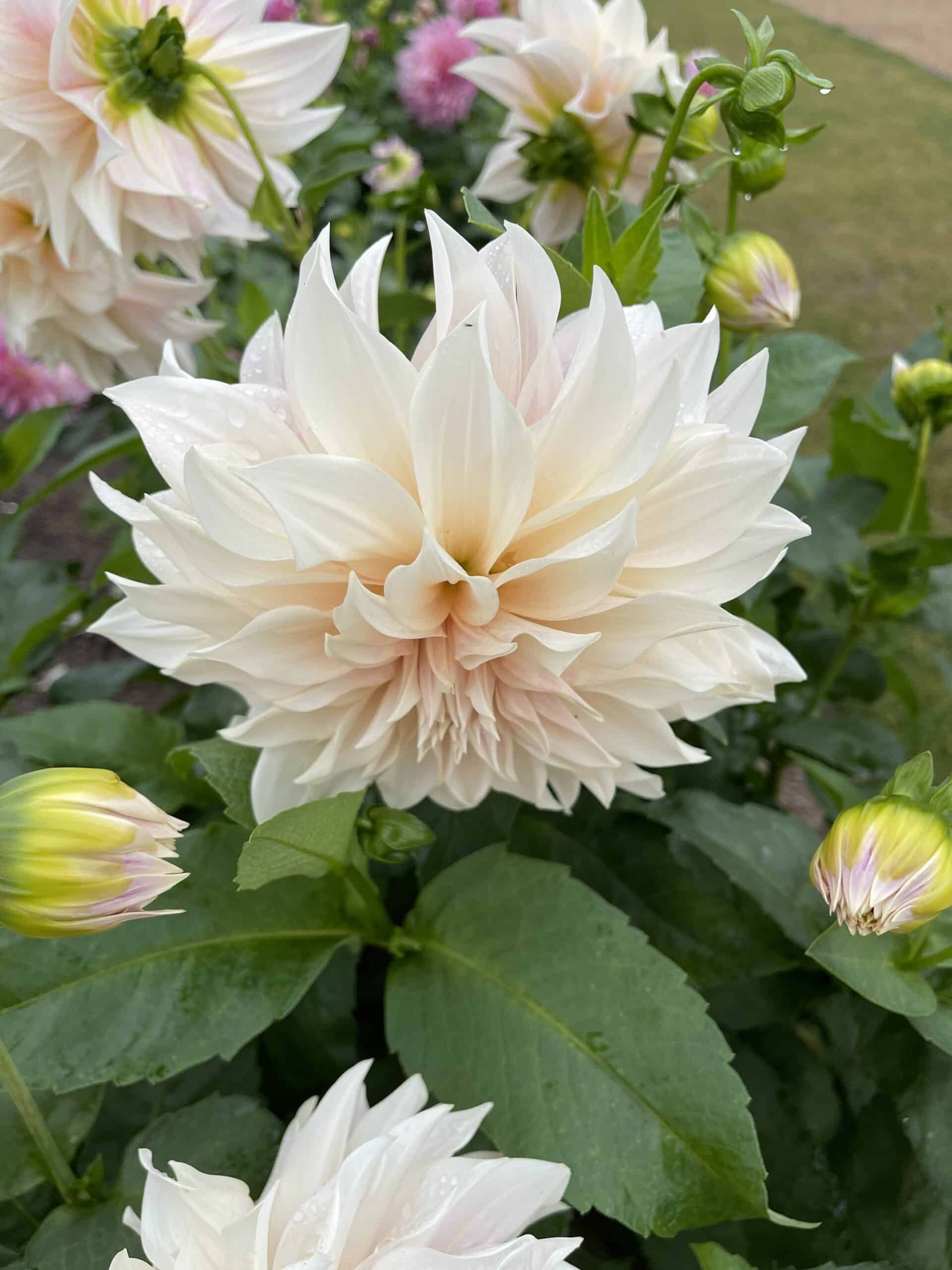 Dahlia Cafe au Lait bulb