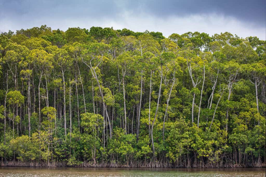 Daintree Rainforest, Australia