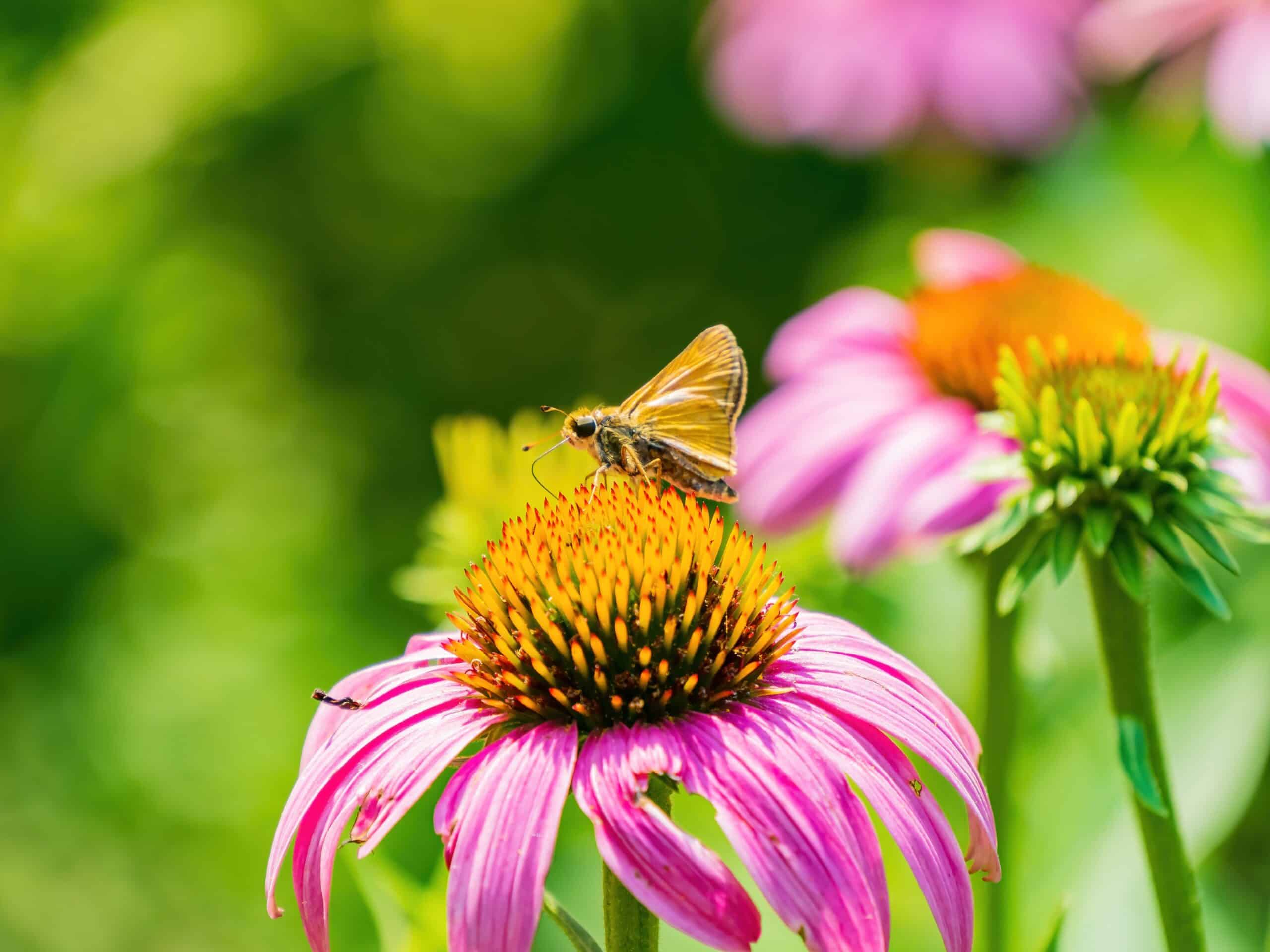 Dakota Skipper