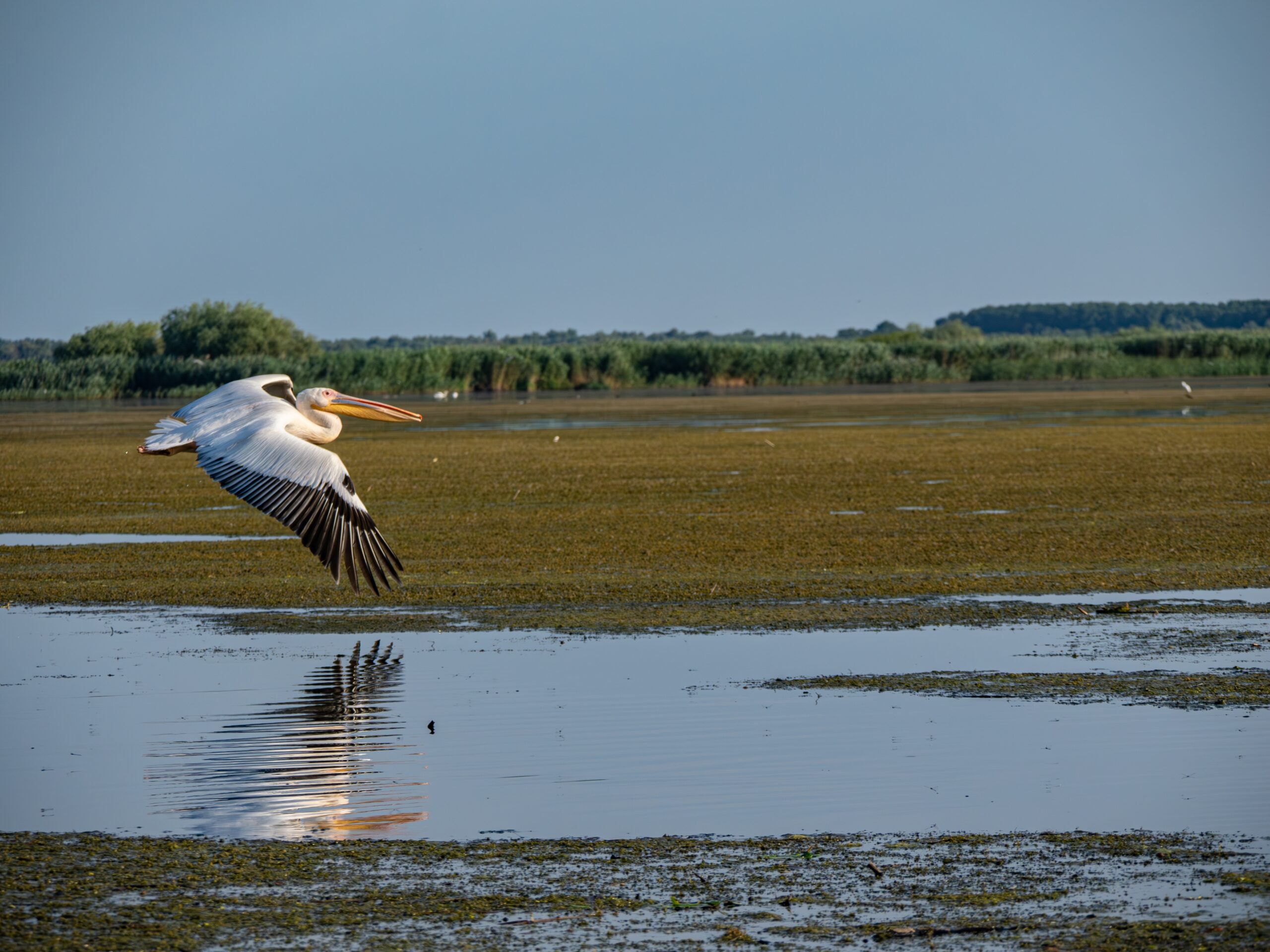 Danube Delta, Romania